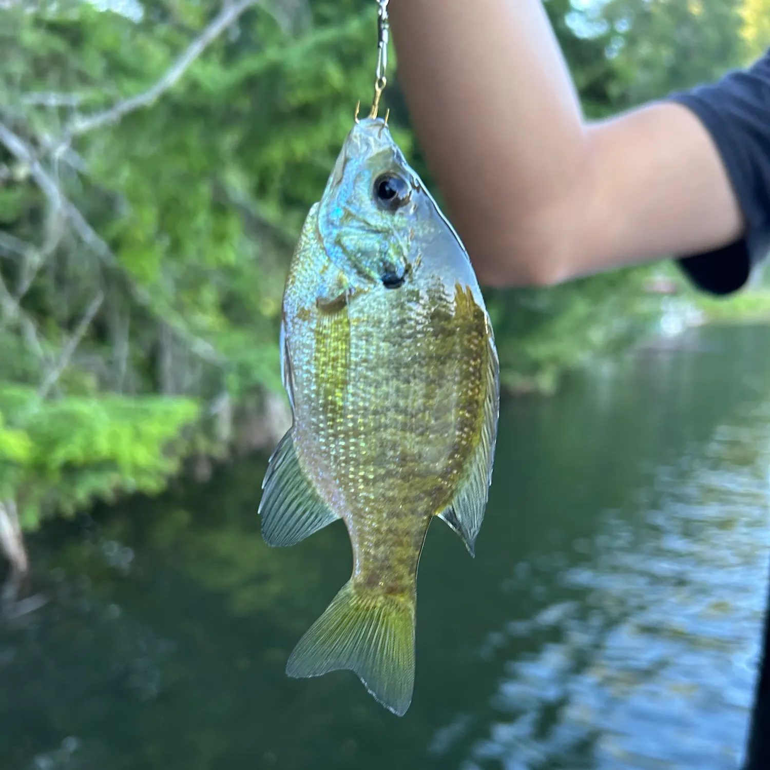 Pumpkinseed caught on Fishbrain