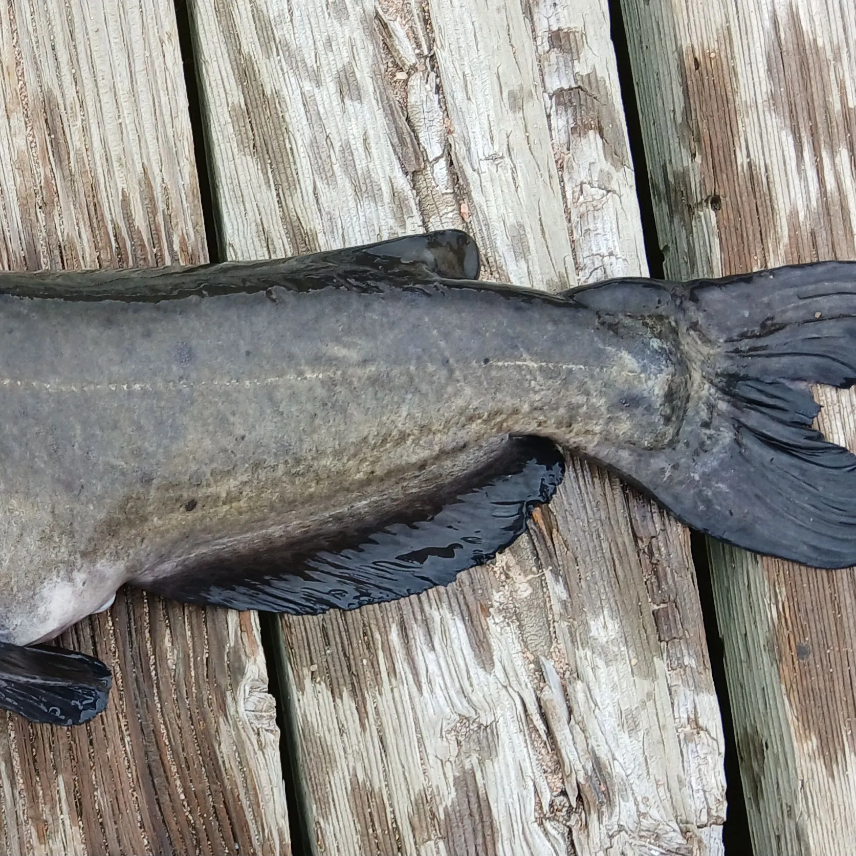 The most recent Channel catfish catches on Fishbrain
