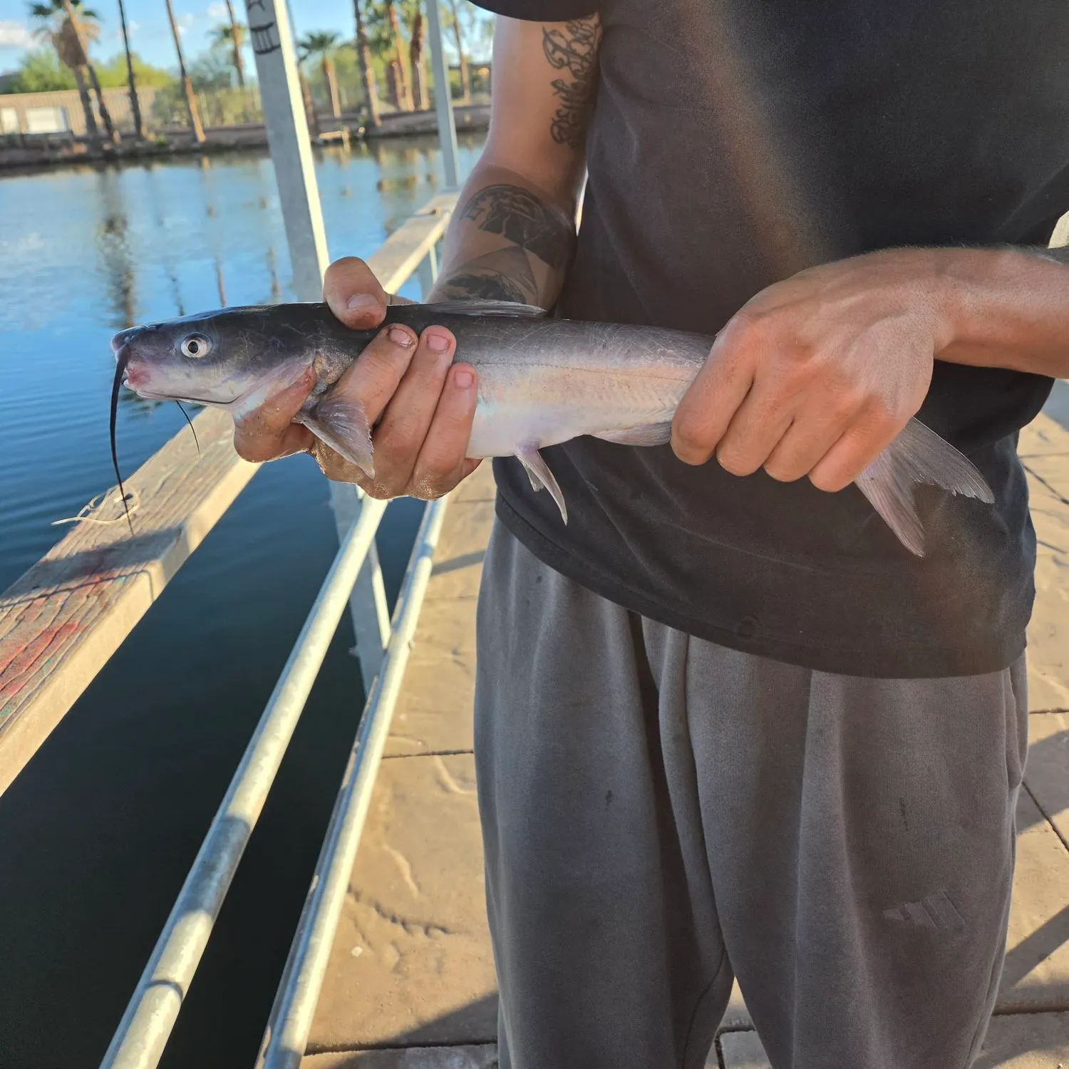 Channel catfish caught on Fishbrain