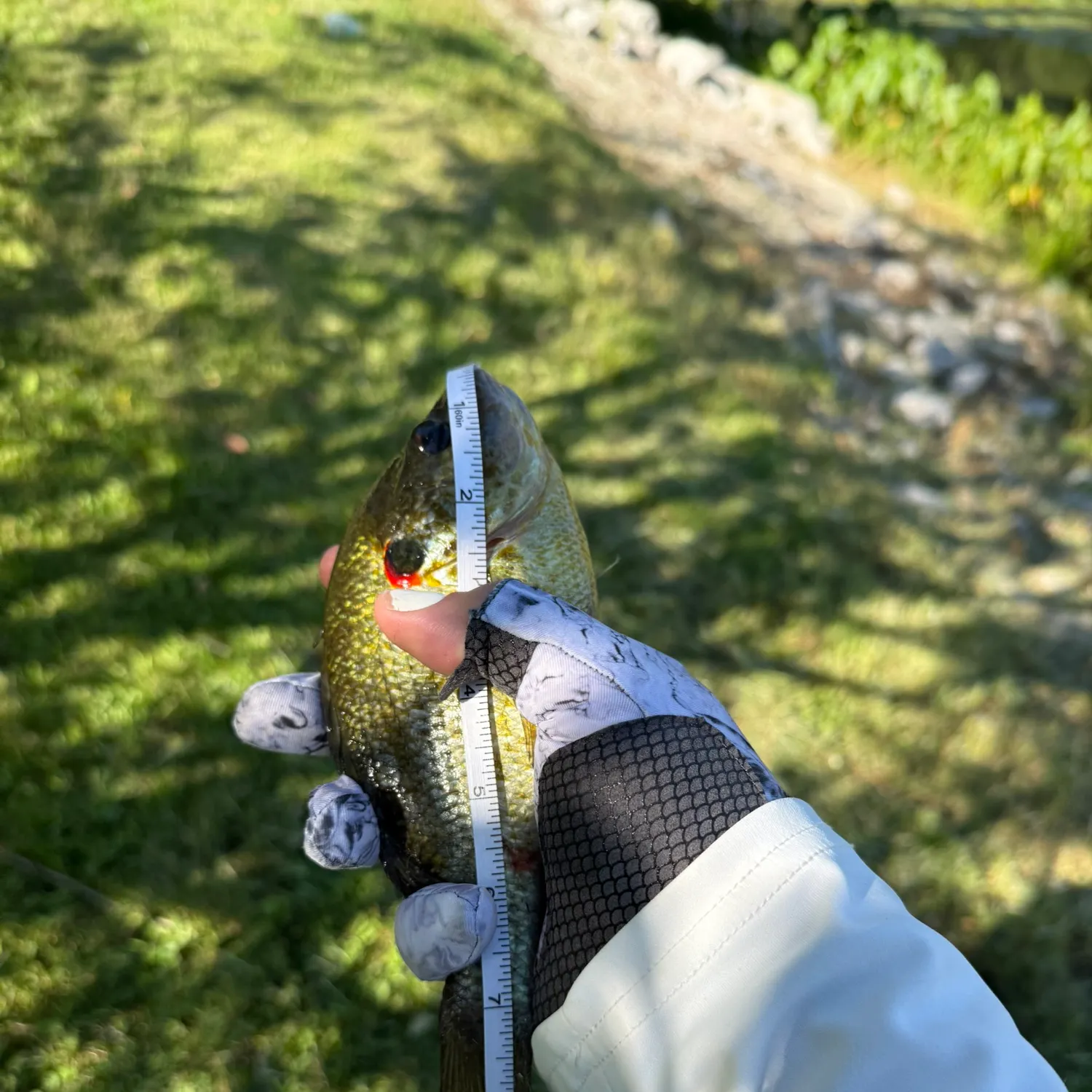 Redear sunfish caught on Fishbrain