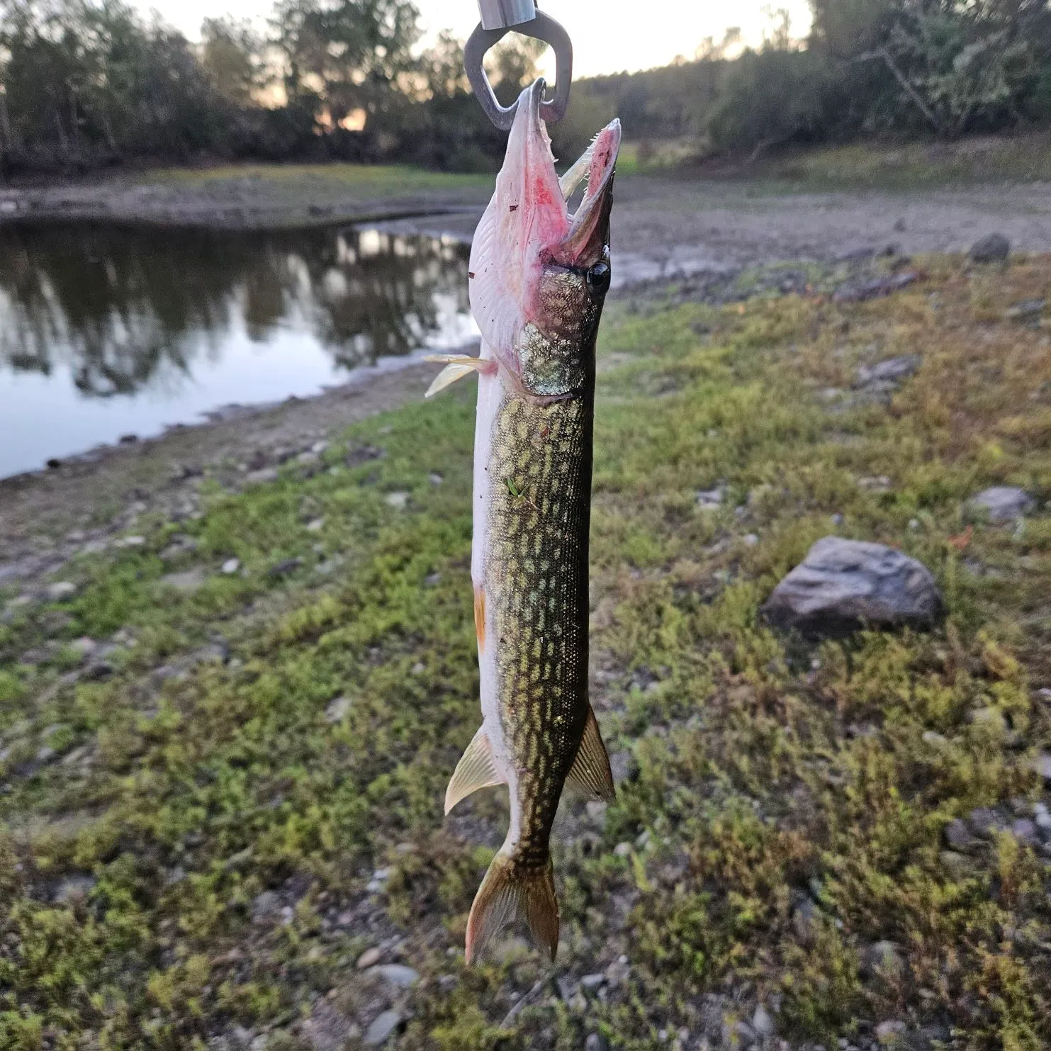 Chain pickerel caught on Fishbrain