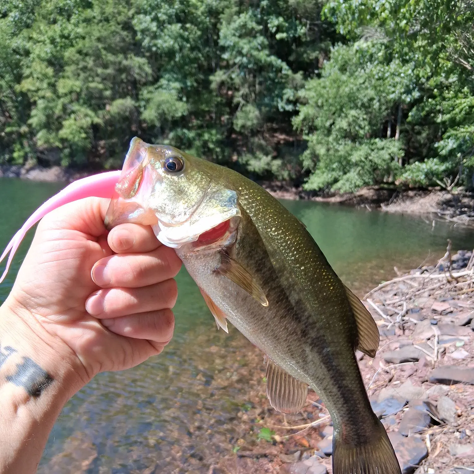 Fish caught on Fishbrain
