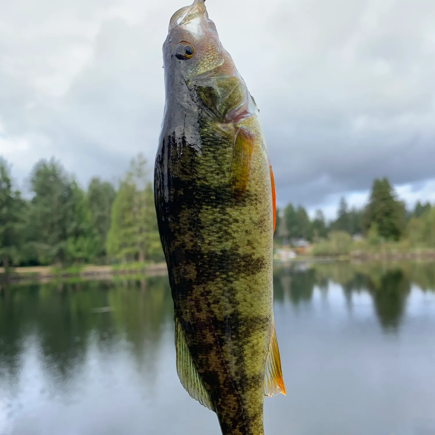 The most recent Yellow perch catches on Fishbrain