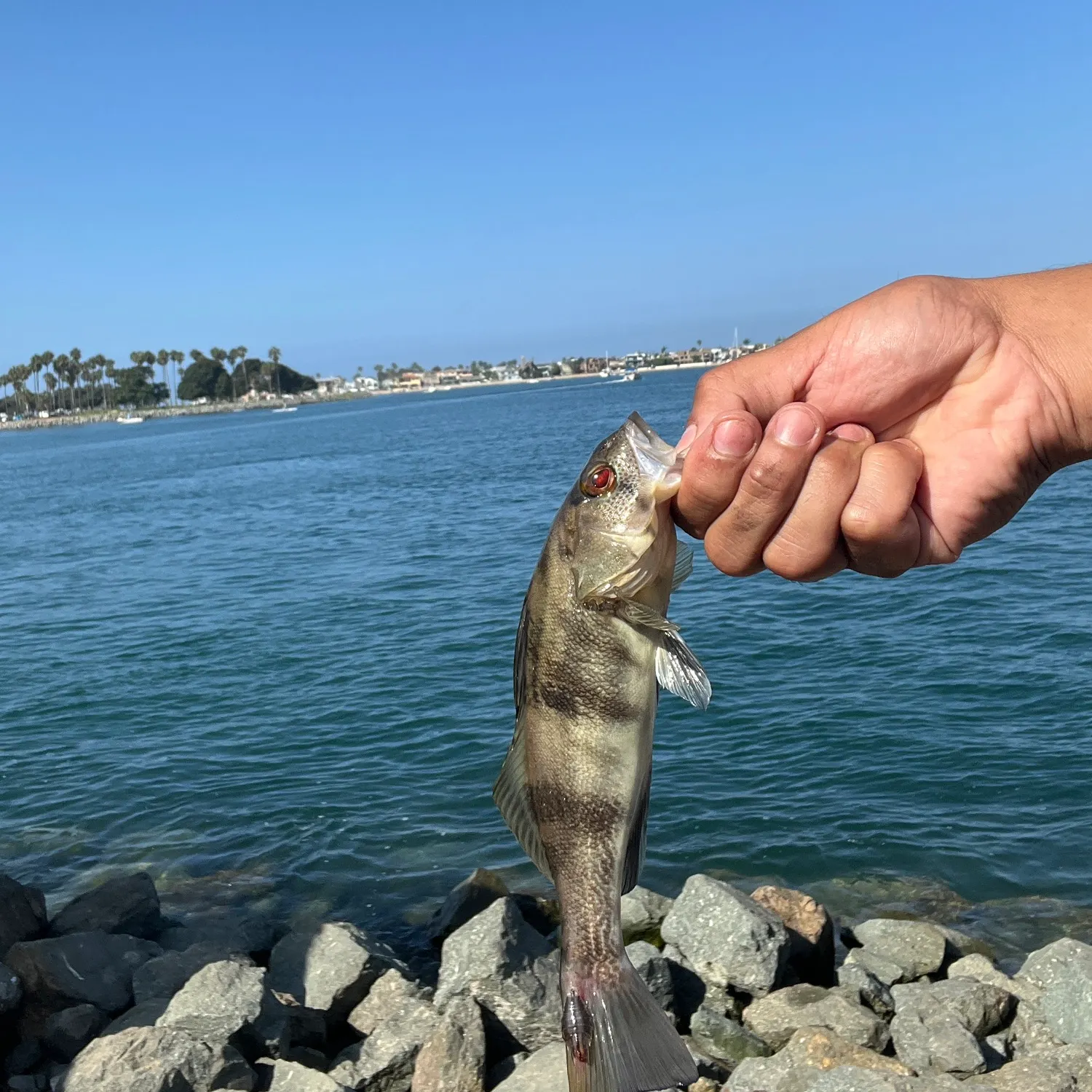 Barred sand bass caught on Fishbrain