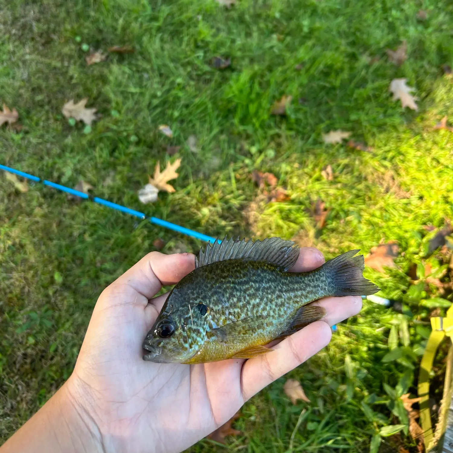 Pumpkinseed caught on Fishbrain