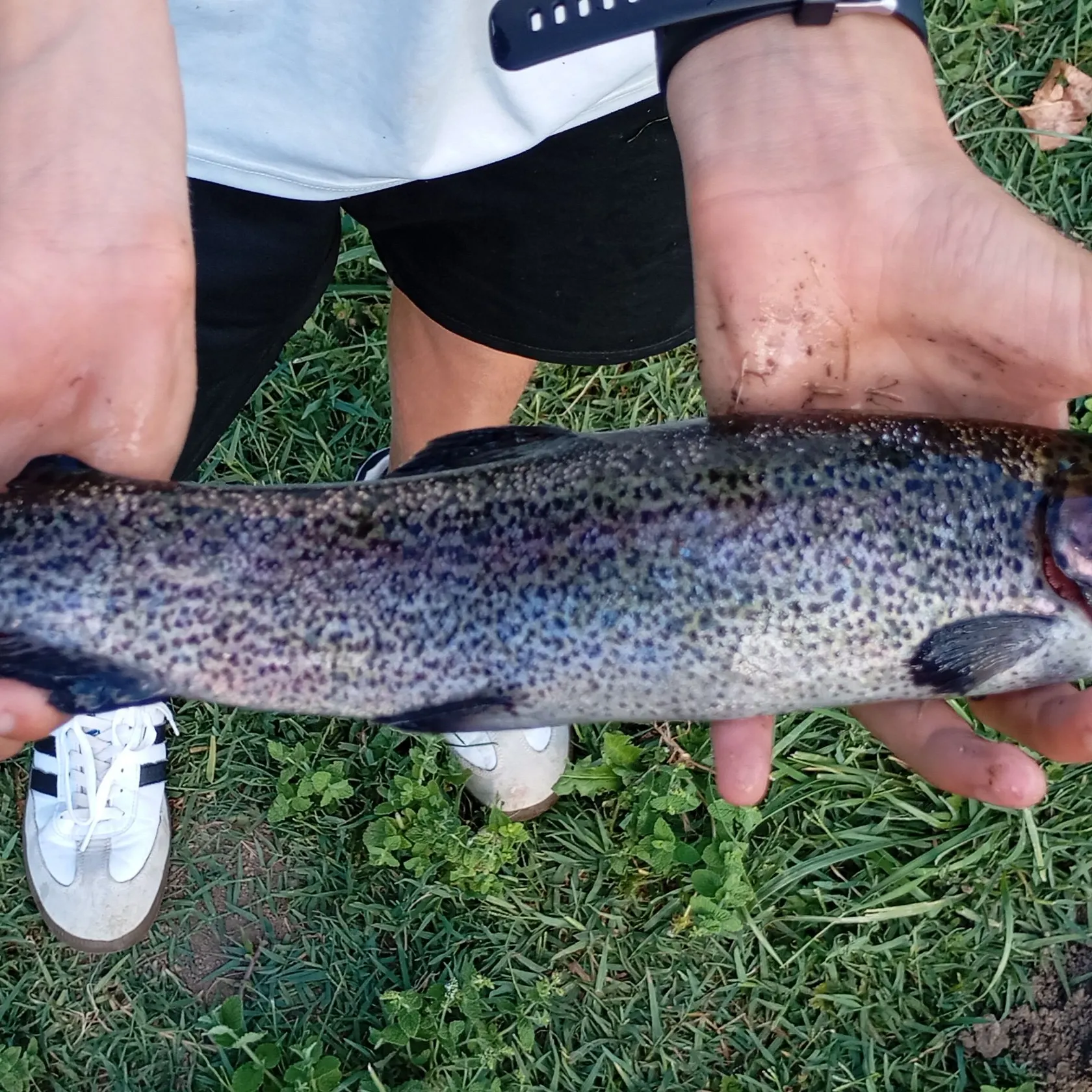 Kamloops trout caught on Fishbrain