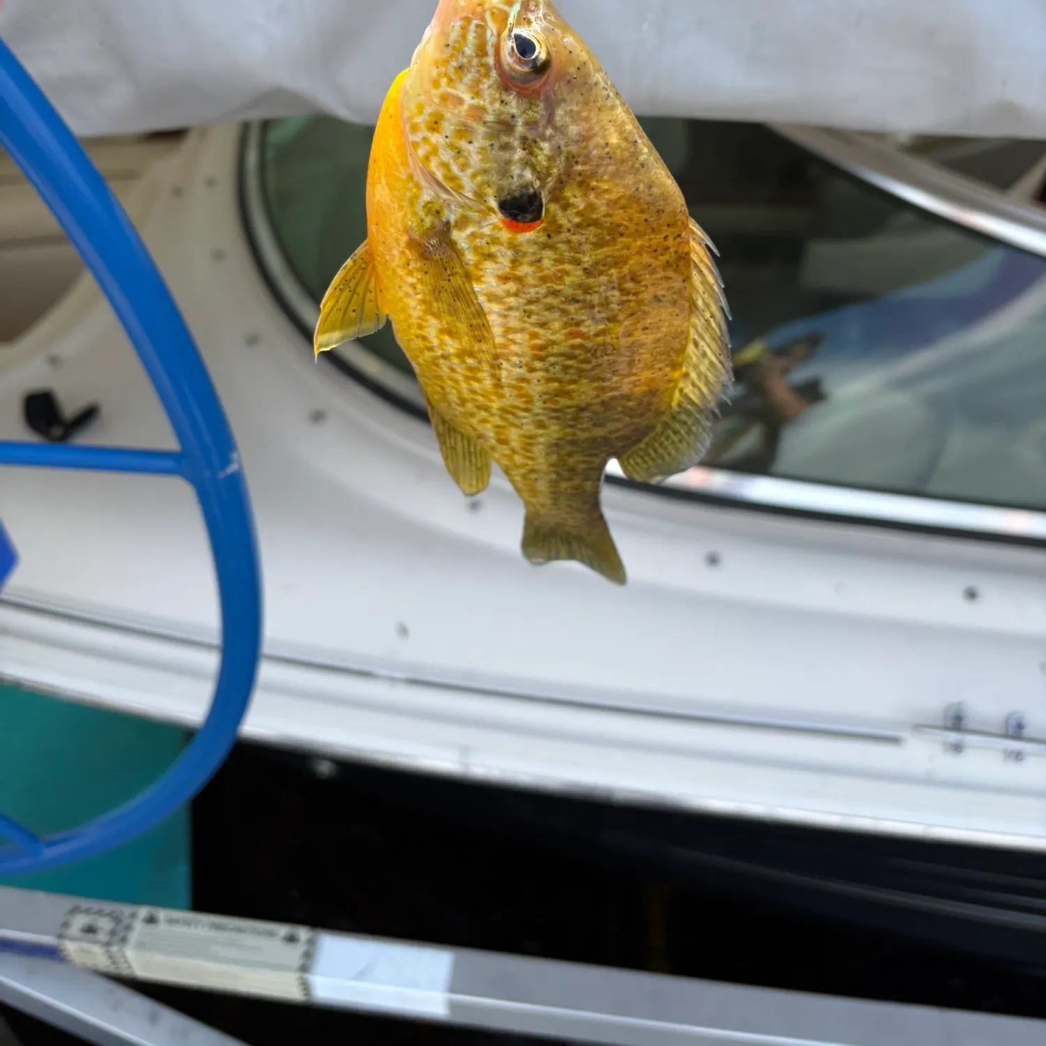 Pumpkinseed caught on Fishbrain