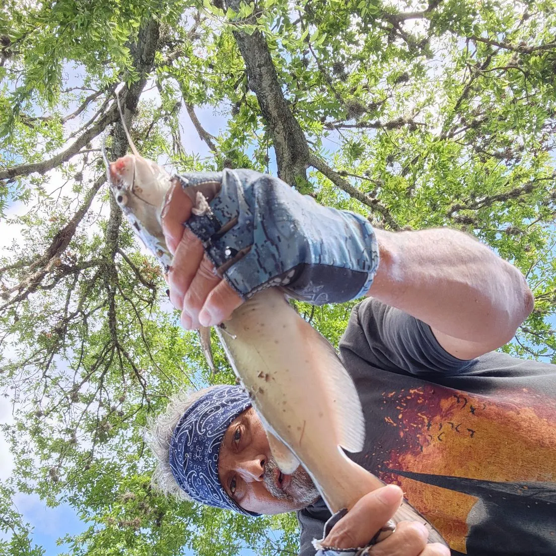 Channel catfish caught on Fishbrain