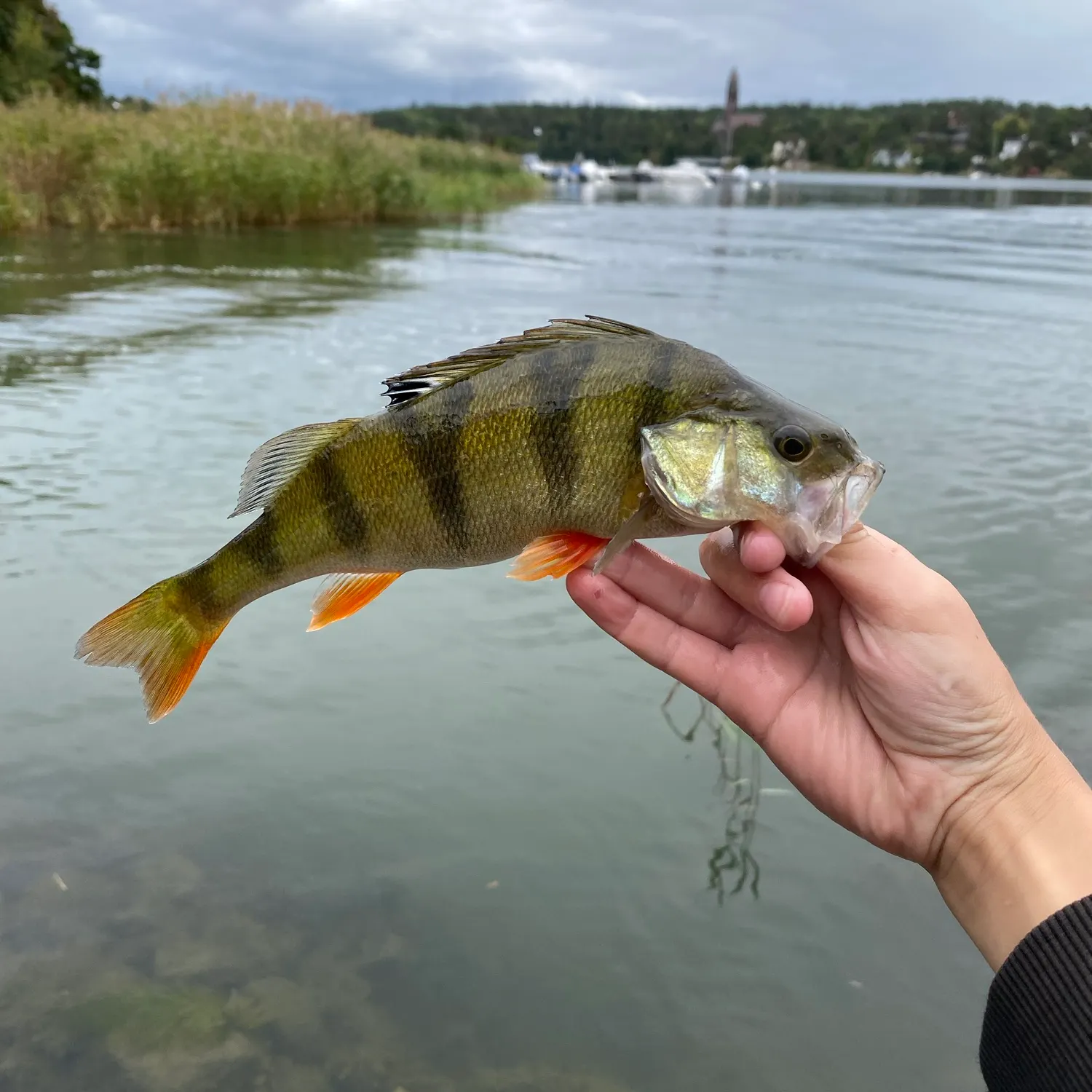 European perch caught on Fishbrain