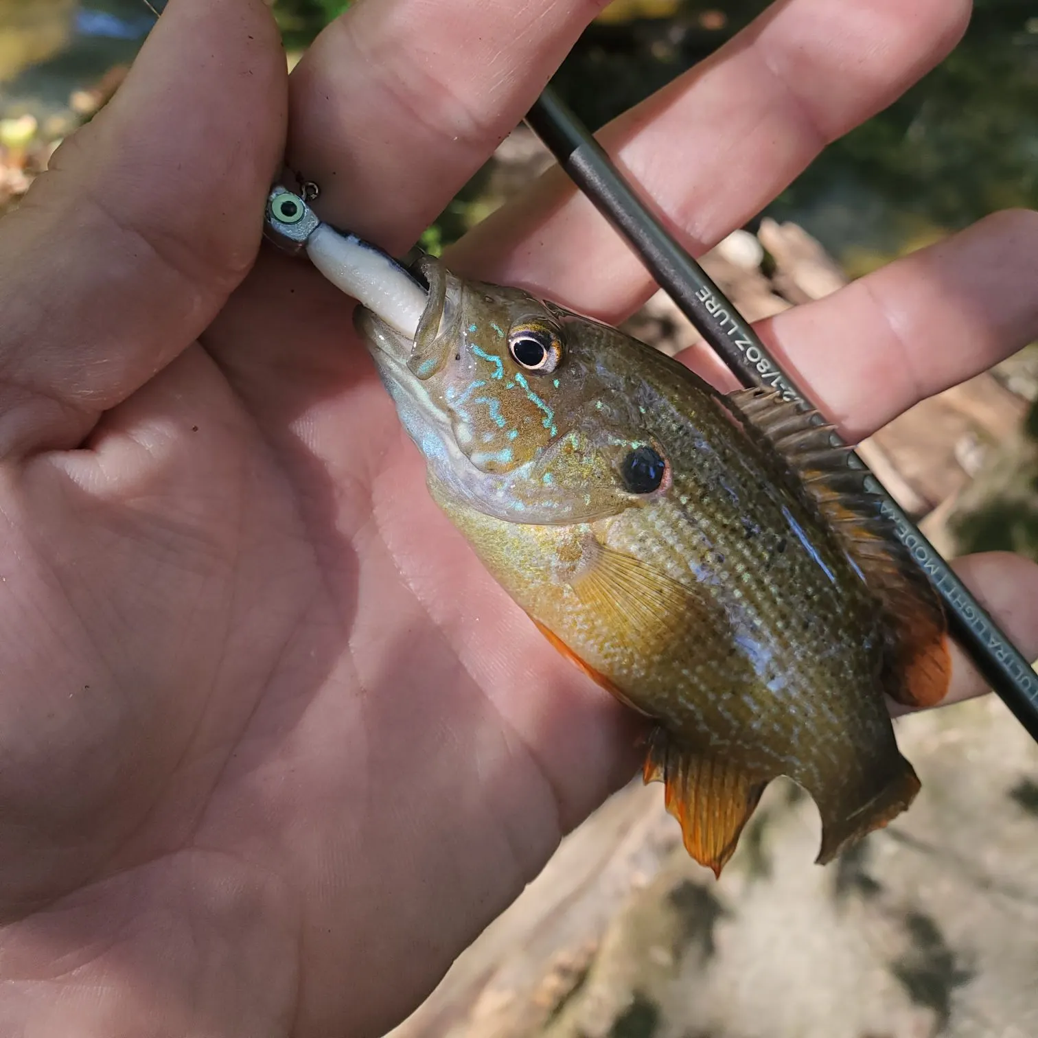 Green sunfish caught on Fishbrain