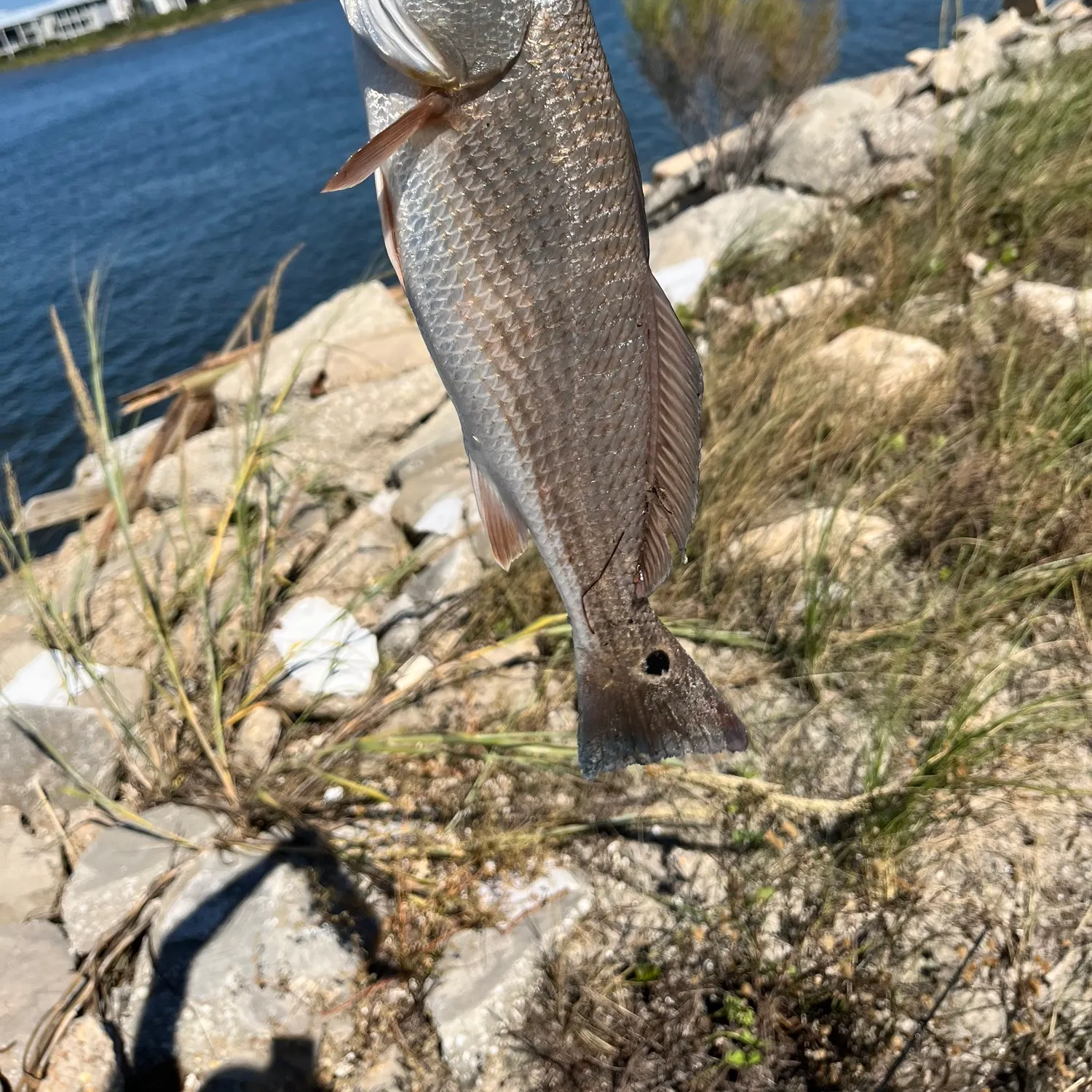 Red drum caught on Fishbrain