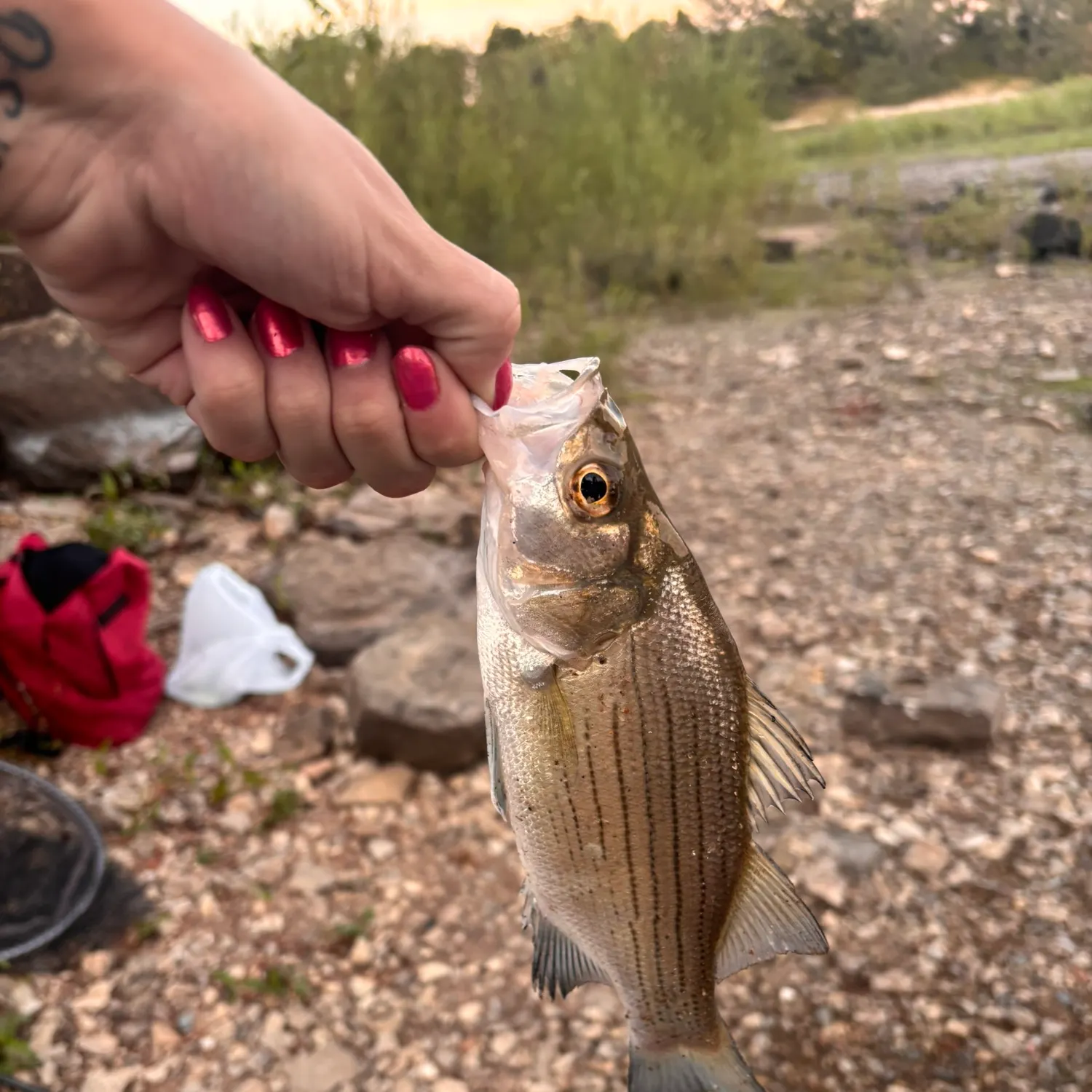 White bass caught on Fishbrain