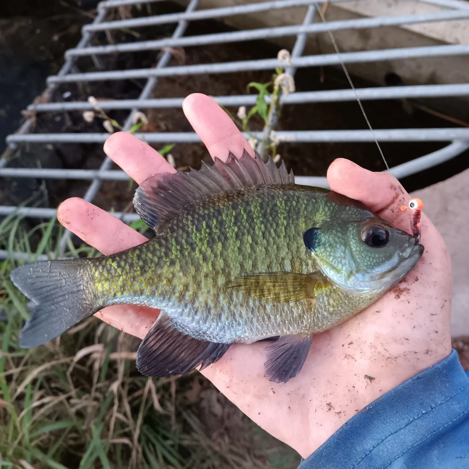 Bluegill caught on Fishbrain