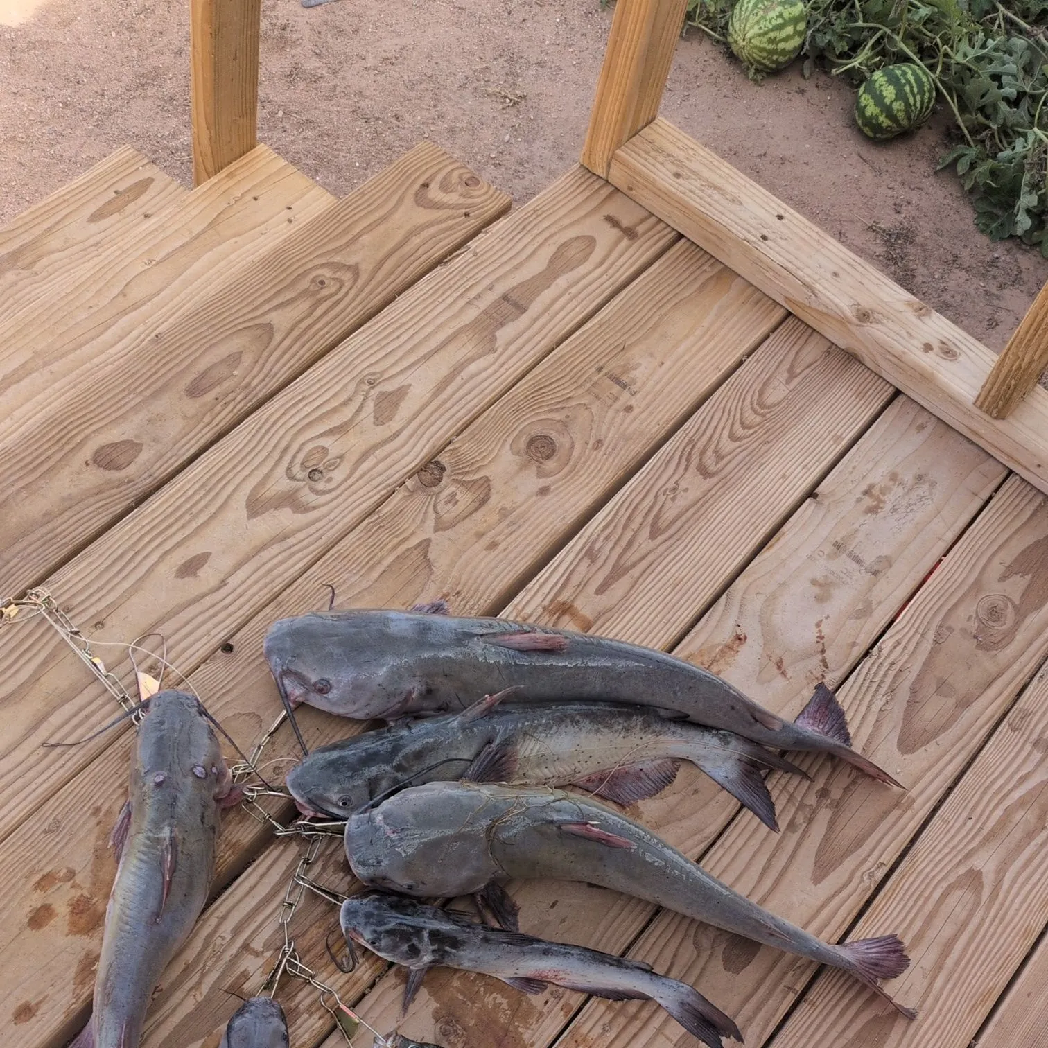 Channel catfish caught on Fishbrain
