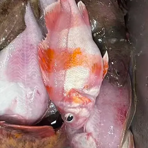 The most recent Flag rockfish catches on Fishbrain