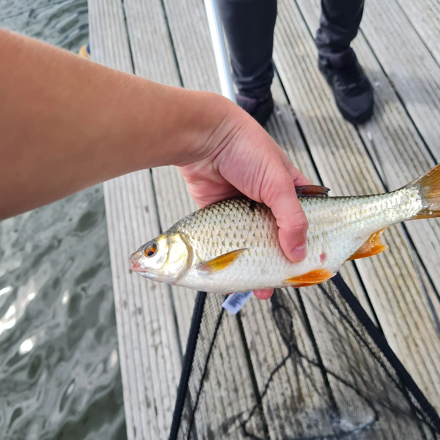 Common roach caught on Fishbrain