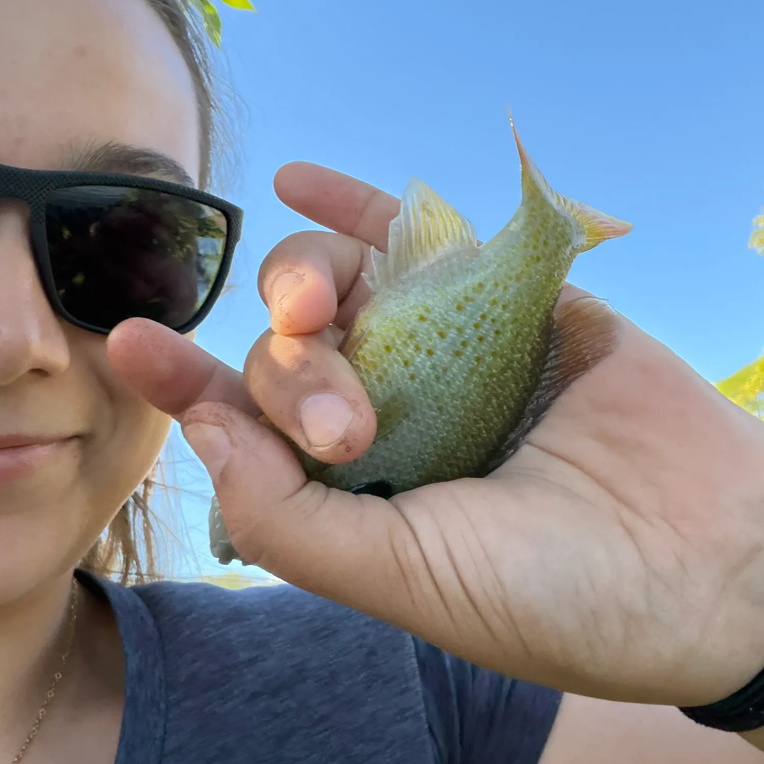 Redbreast sunfish caught on Fishbrain