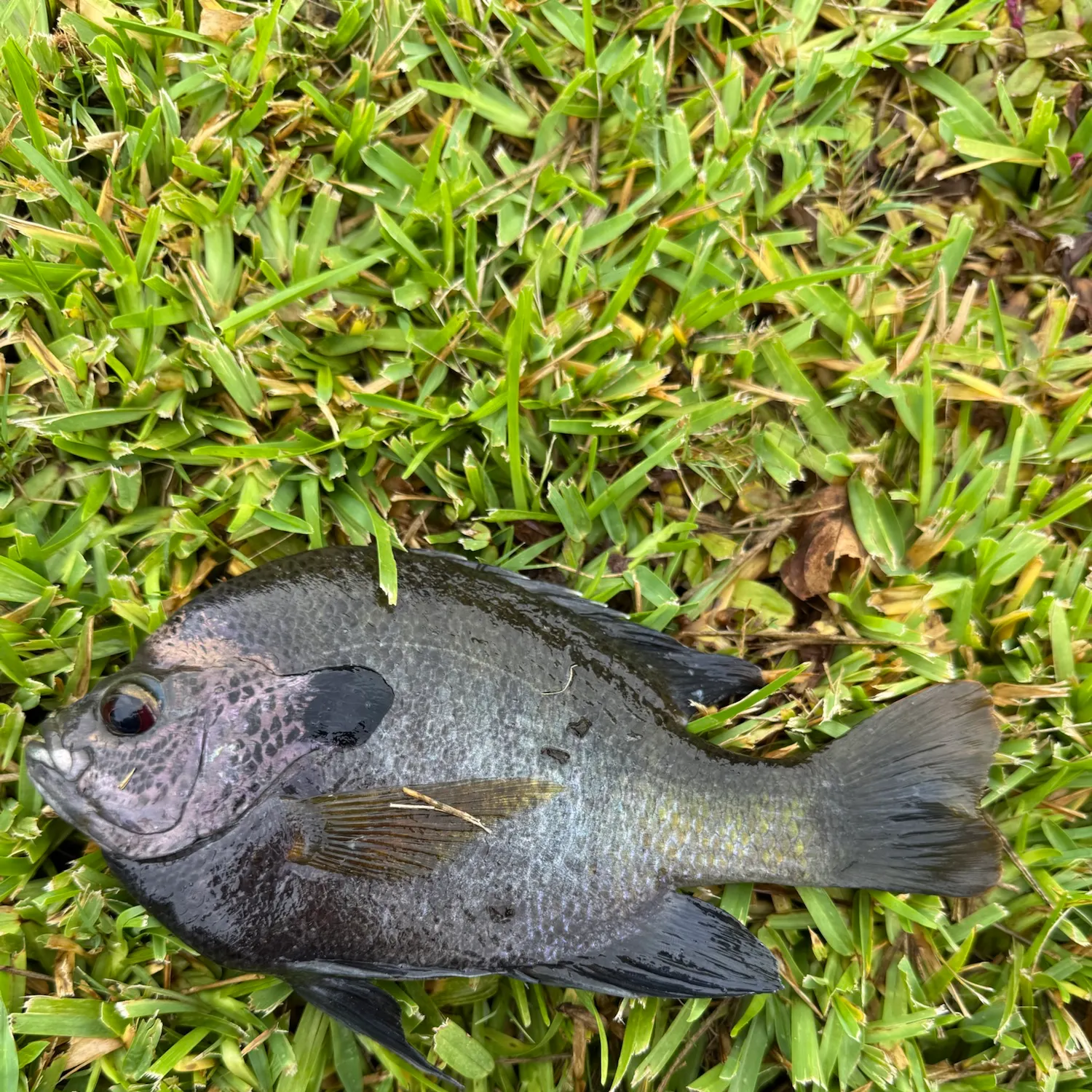 Fish caught on Fishbrain