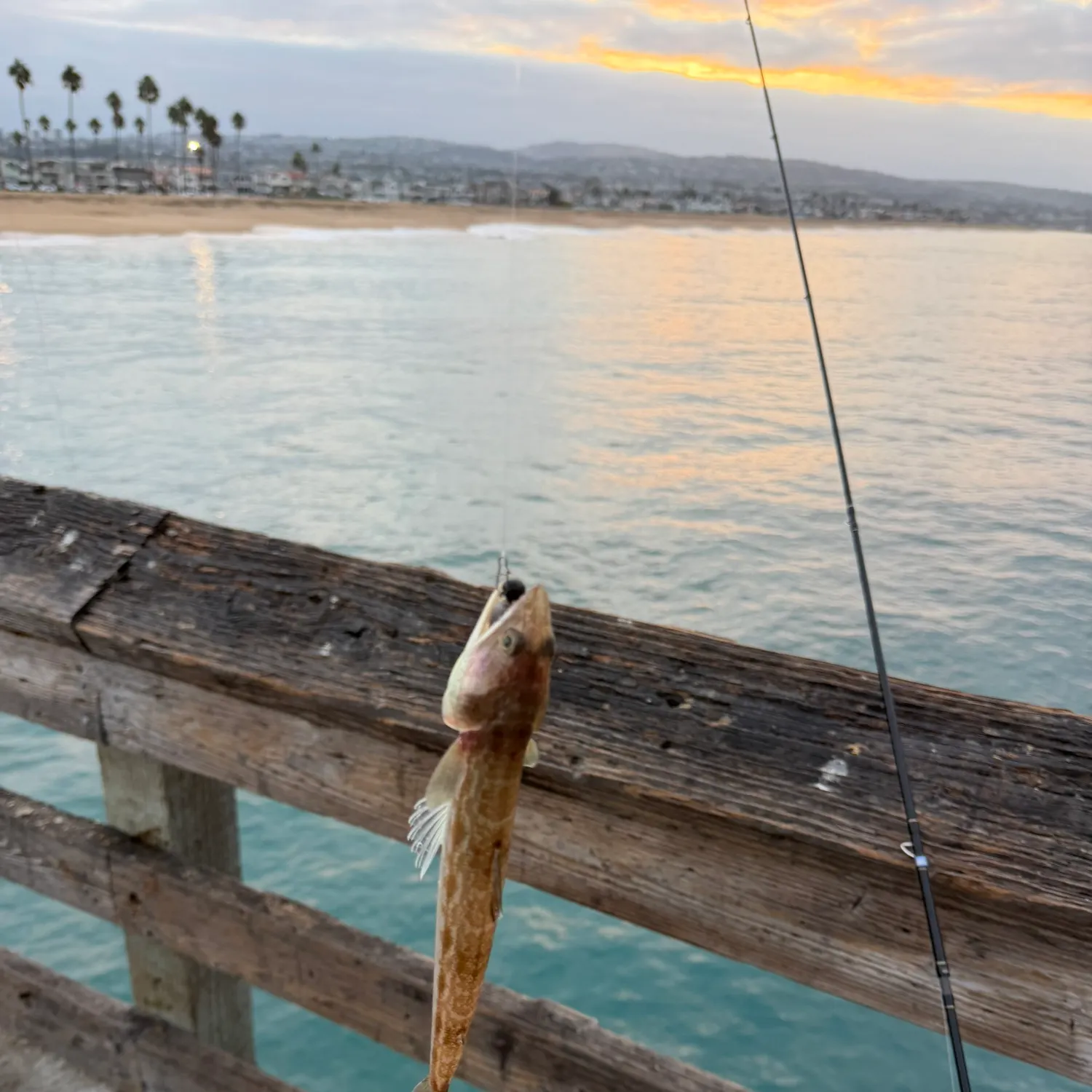 California lizardfish caught on Fishbrain