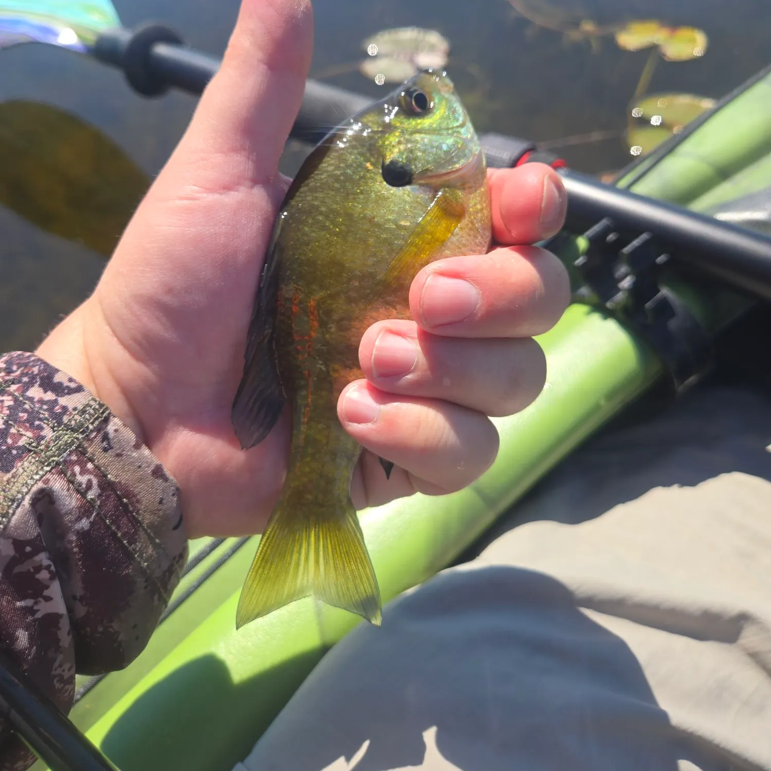recently logged catches