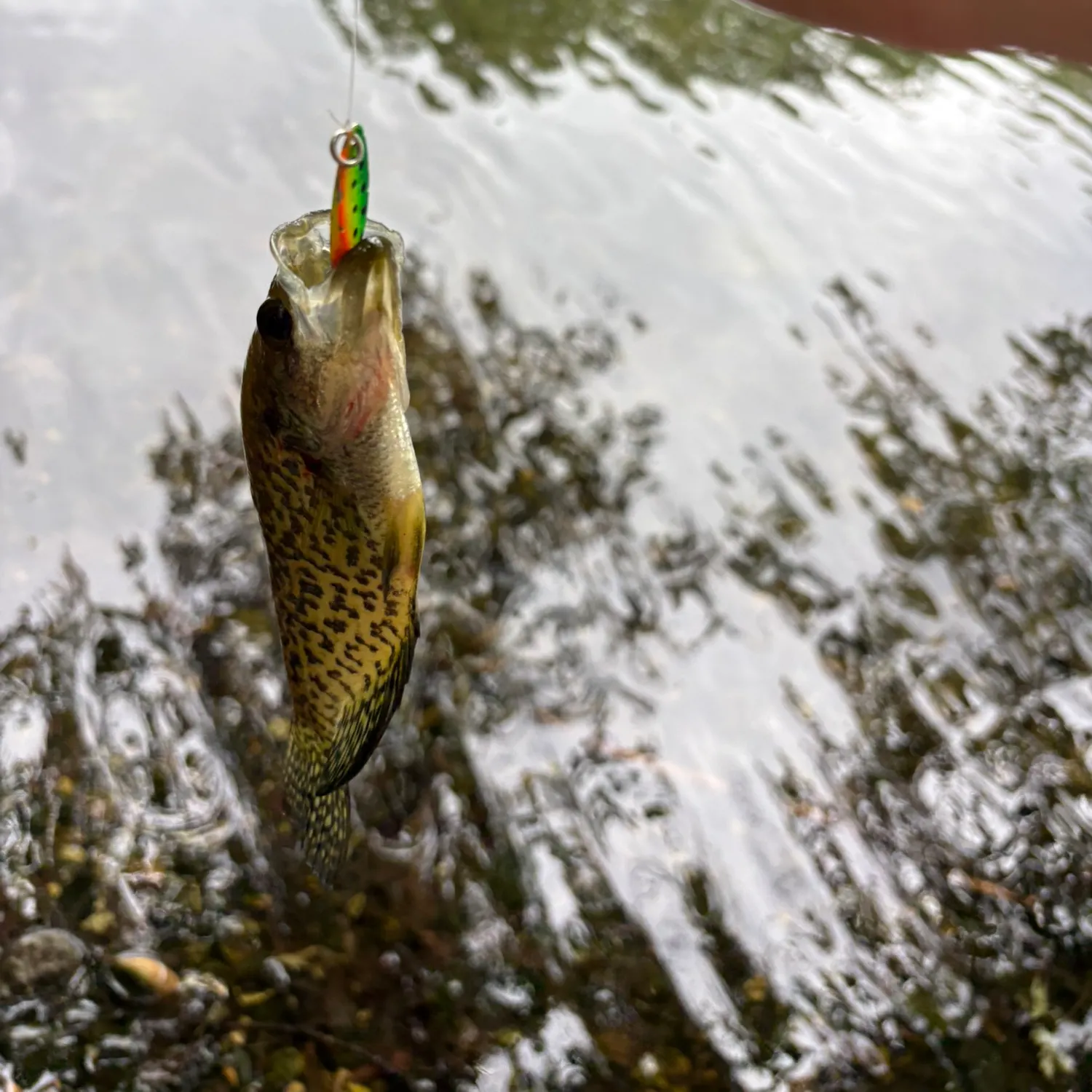 The most recent Black crappie catches on Fishbrain