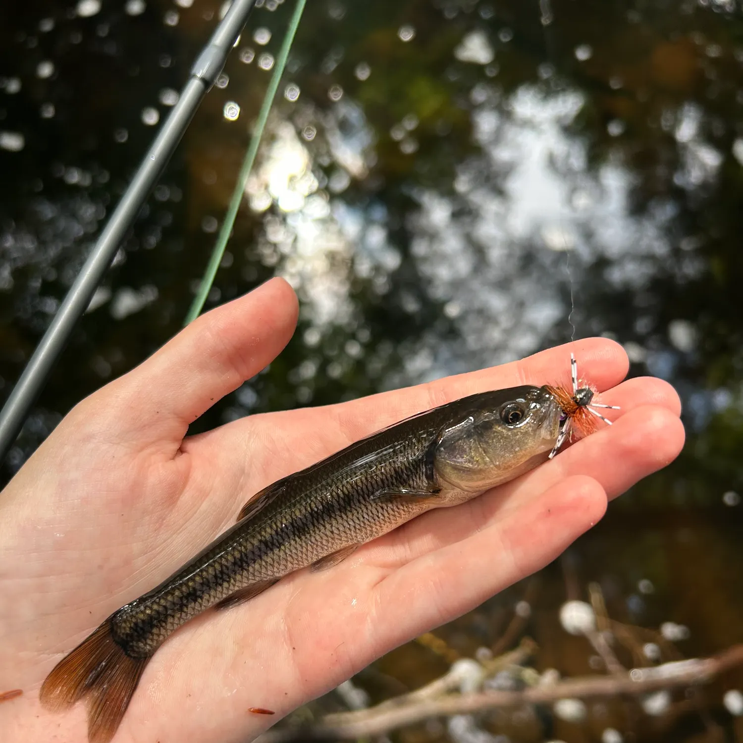 Creek chub caught on Fishbrain