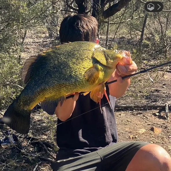 The most recent Golden perch catches on Fishbrain