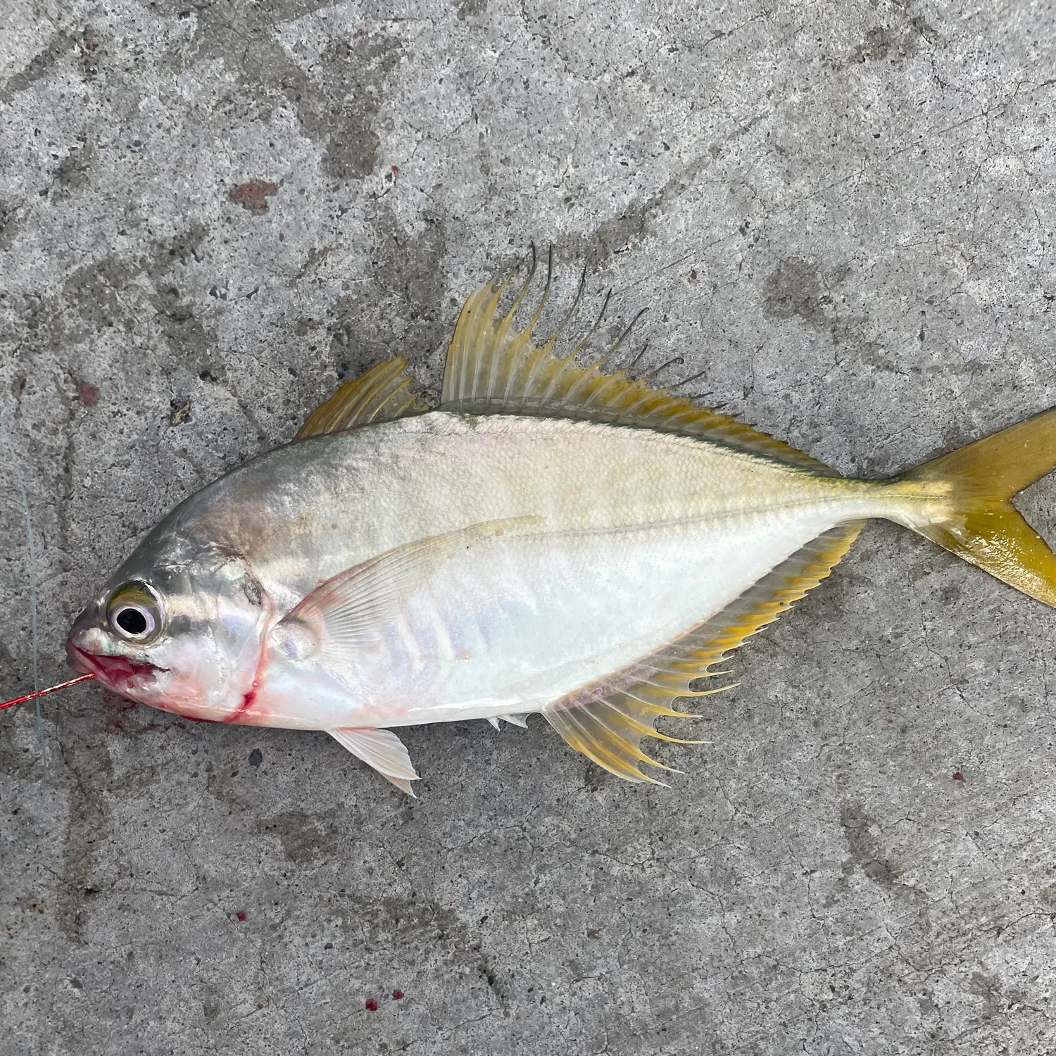Yellowtail scad caught on Fishbrain