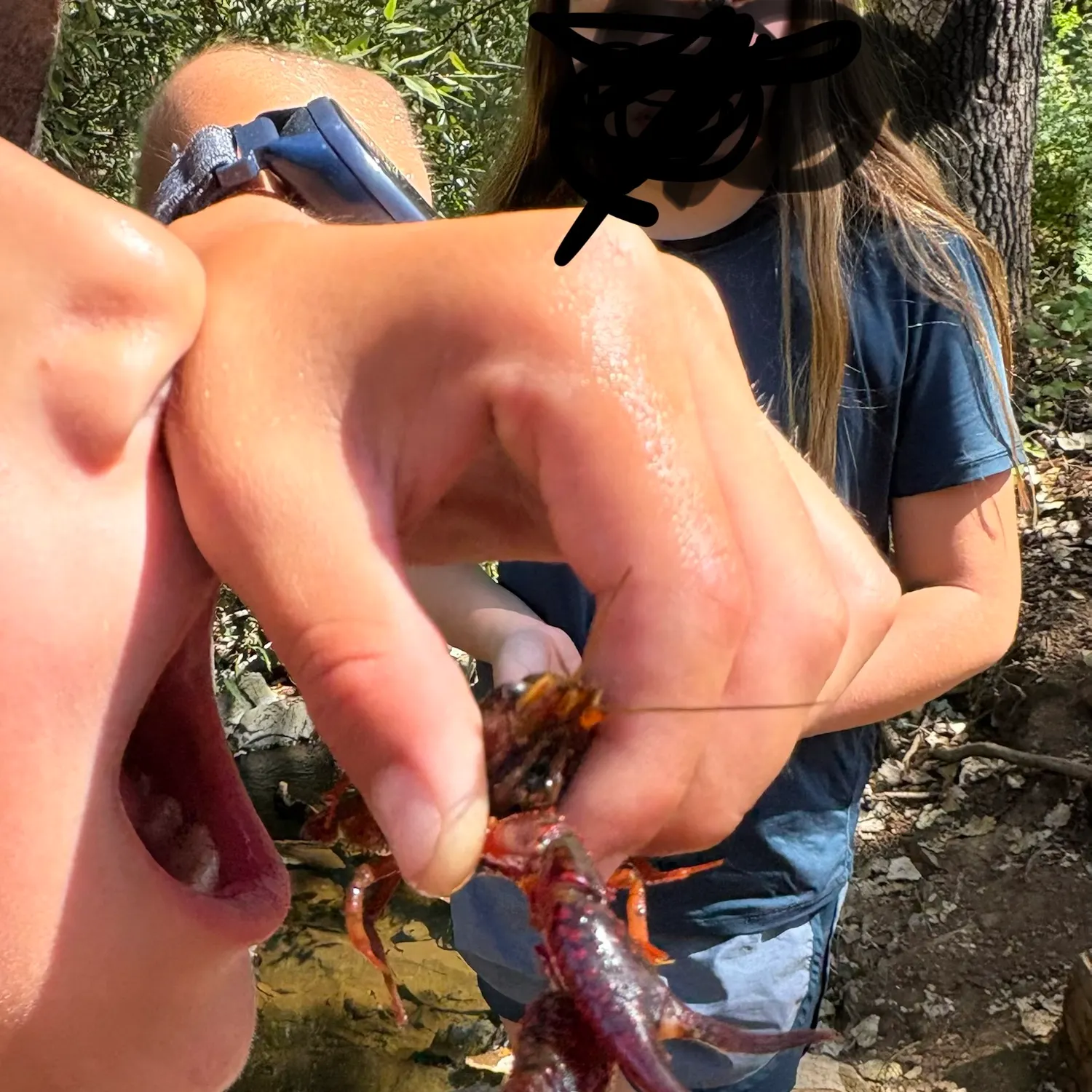 Red swamp crayfish caught on Fishbrain