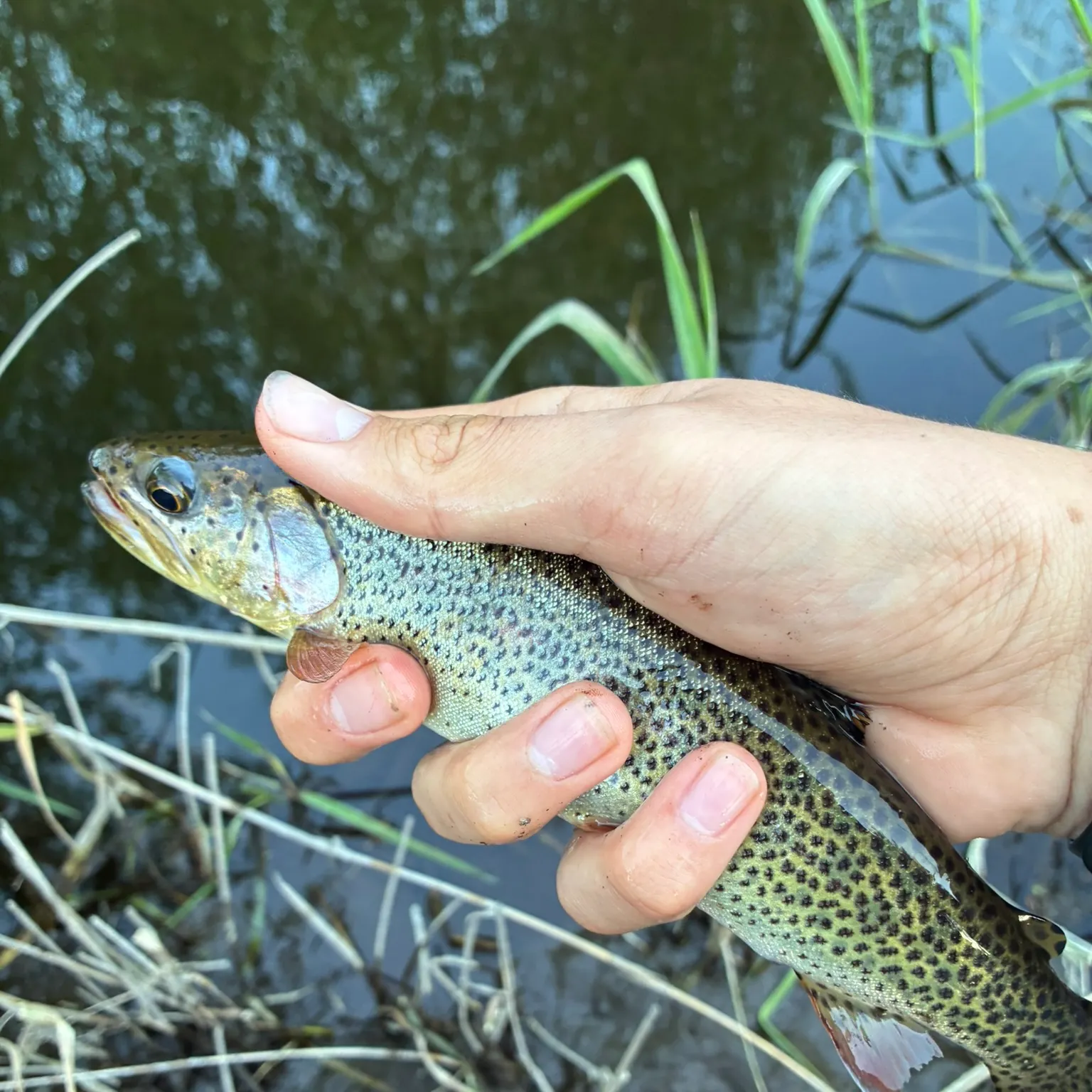 The most recent Coastal cutthroat trout catches on Fishbrain