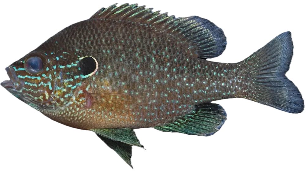 Dollar sunfish