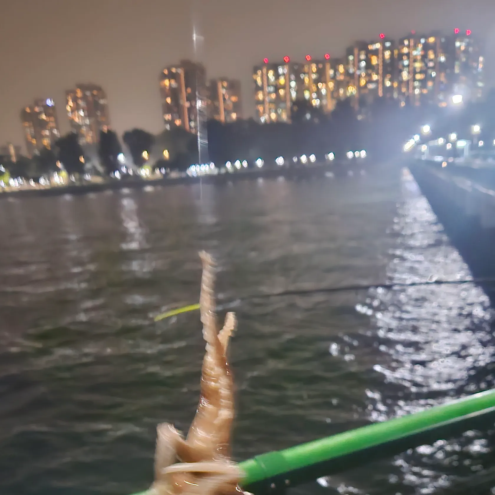Common octopus caught on Fishbrain
