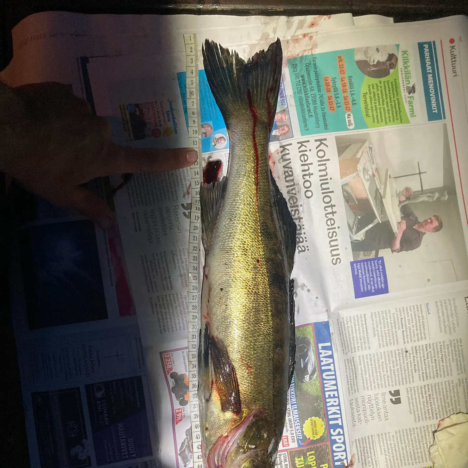 recently logged catches