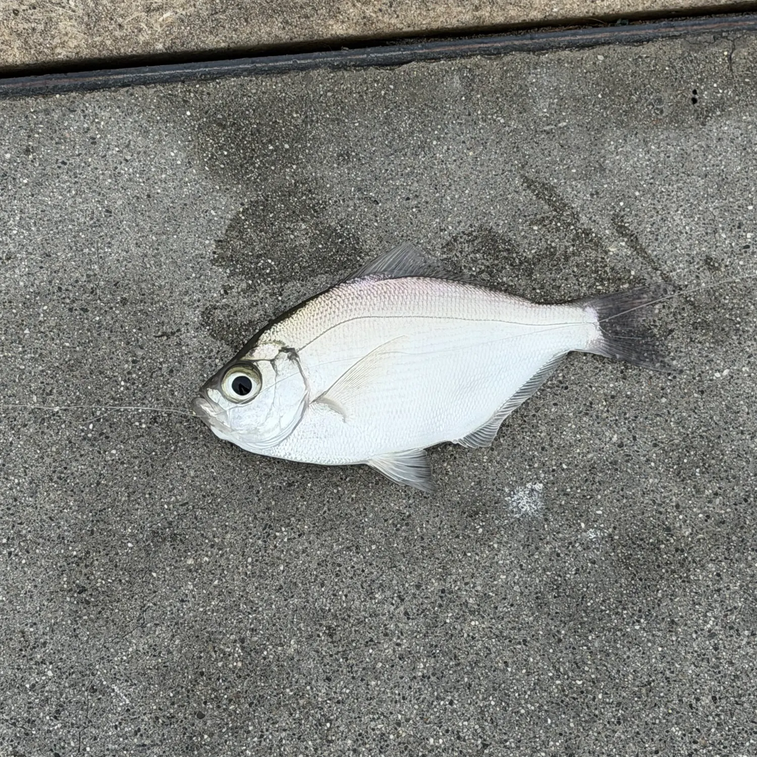 Pile perch caught on Fishbrain