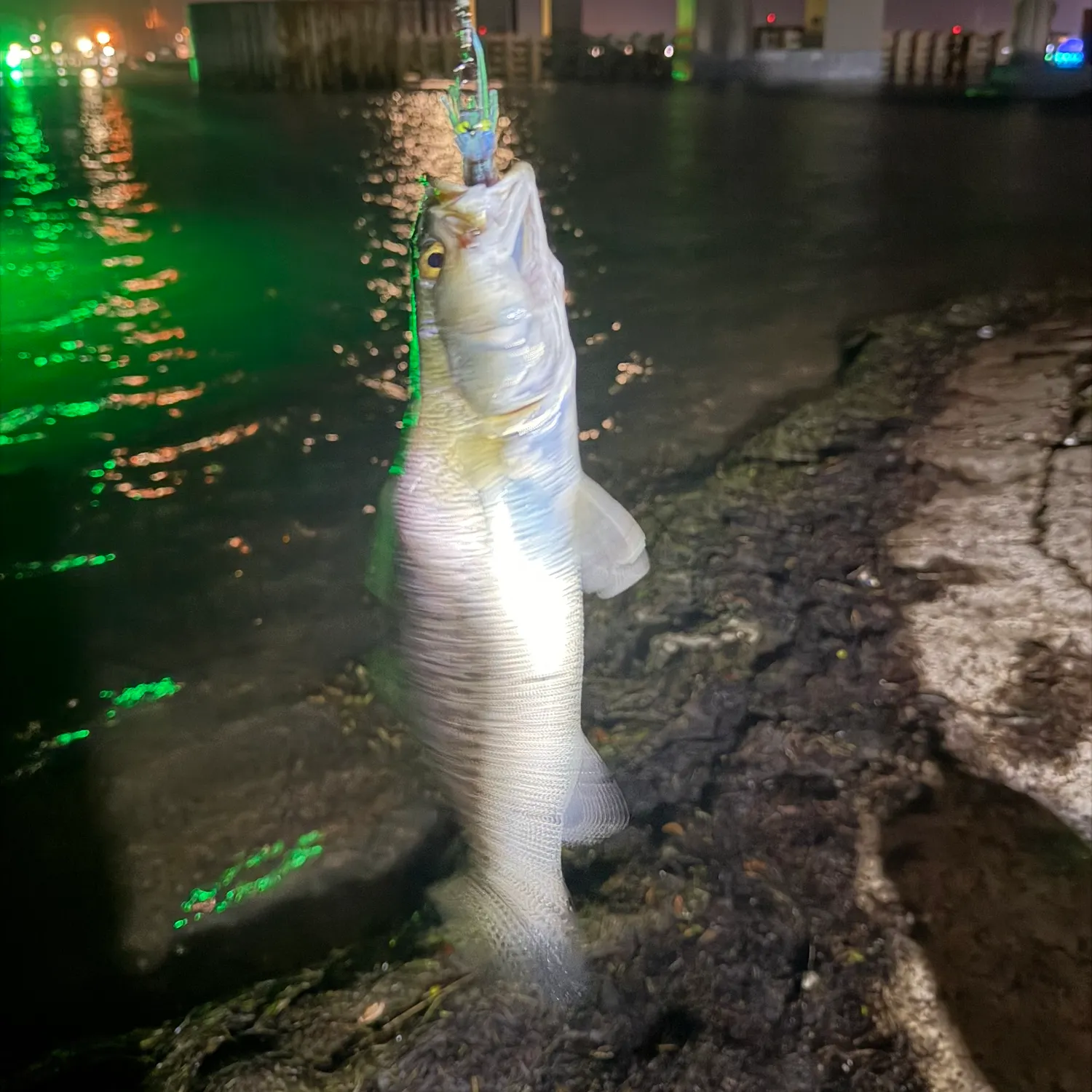 The most recent Sand seatrout catches on Fishbrain