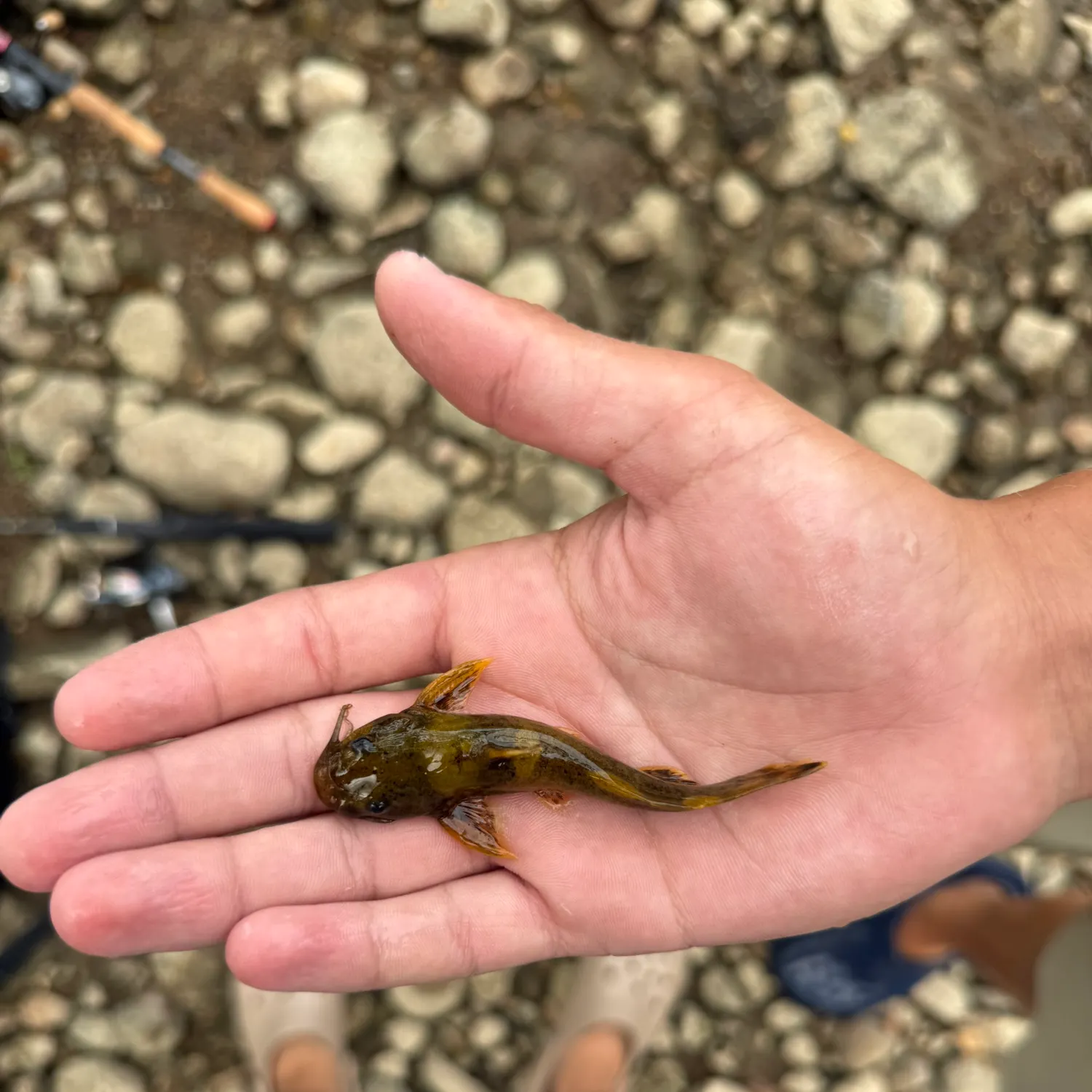 The most recent Tadpole madtom catches on Fishbrain