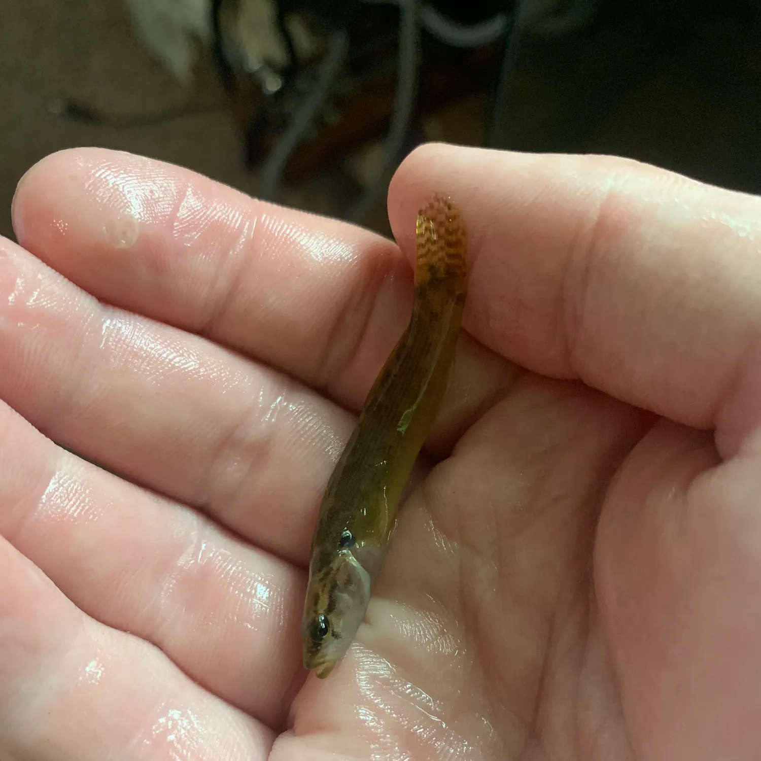 The most recent Fantail darter catches on Fishbrain
