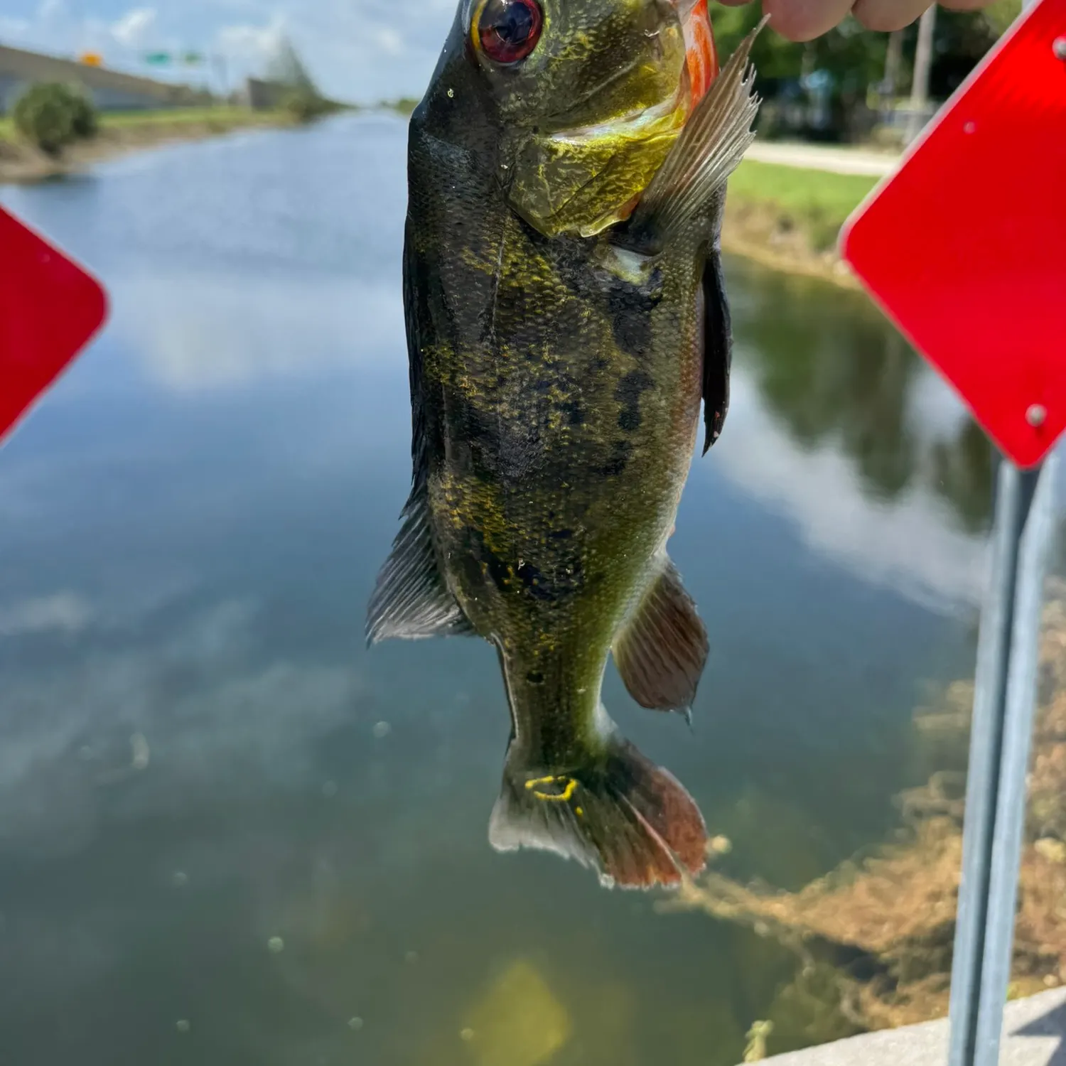 Butterfly peacock bass caught on Fishbrain