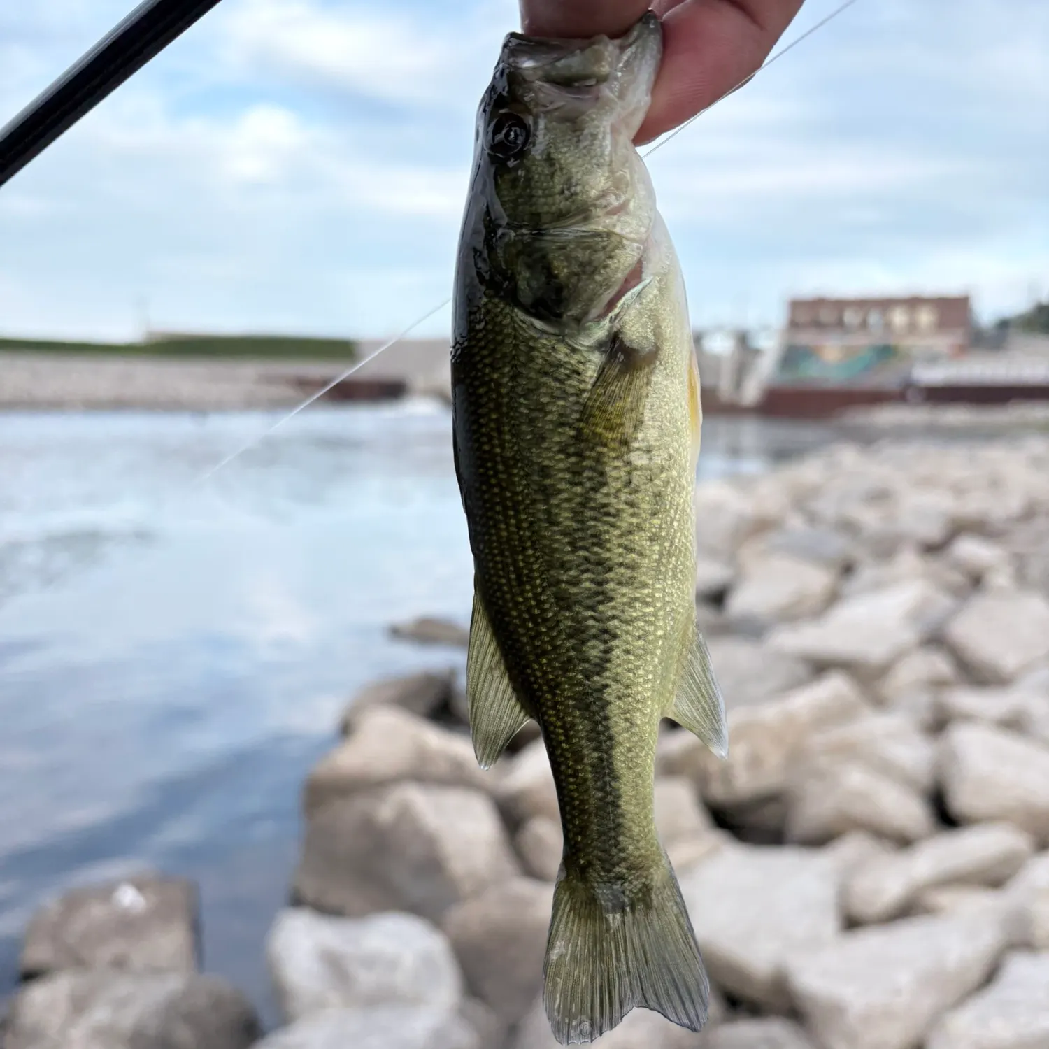 Largemouth bass caught on Fishbrain