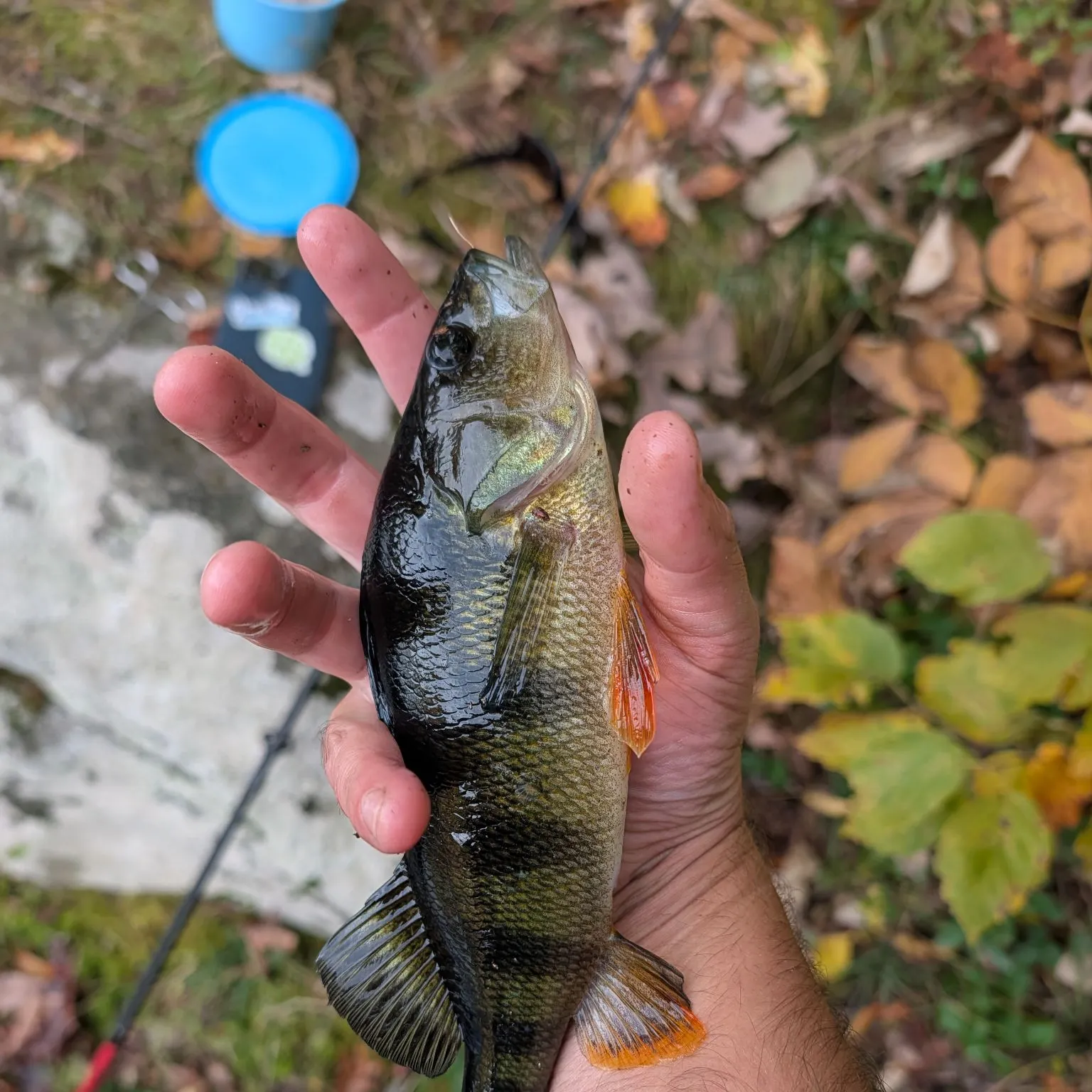 Yellow perch caught on Fishbrain