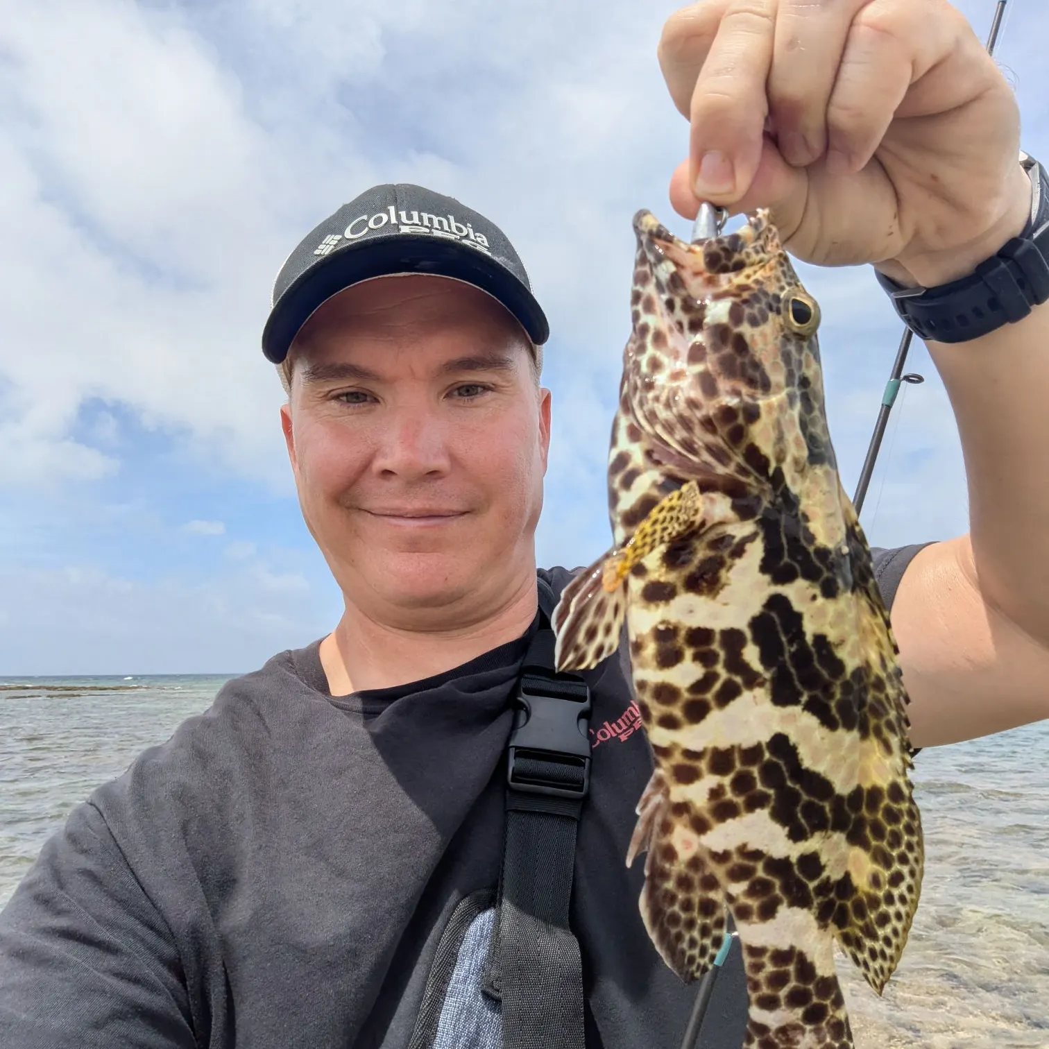 The most recent Greasy grouper catches on Fishbrain