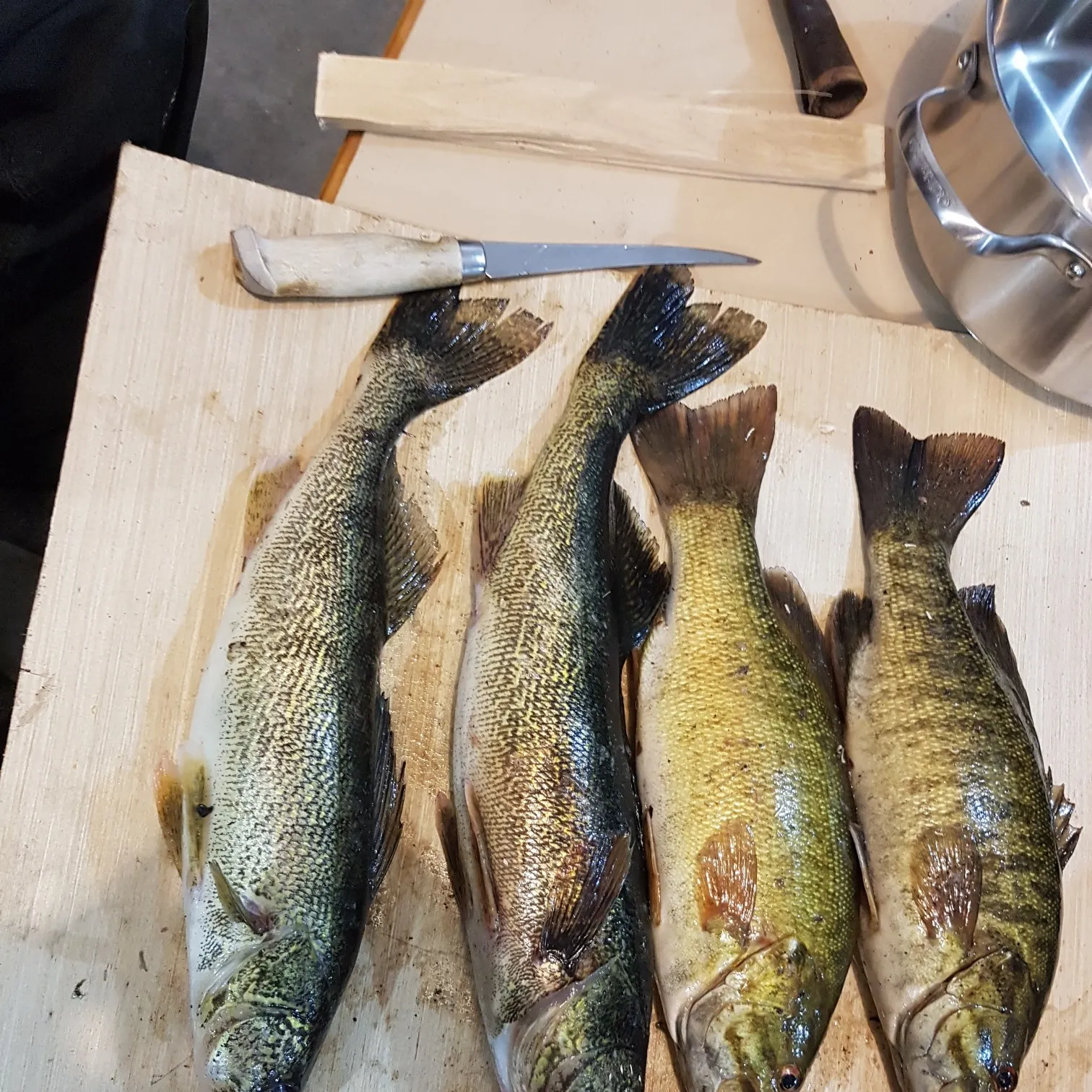 recently logged catches