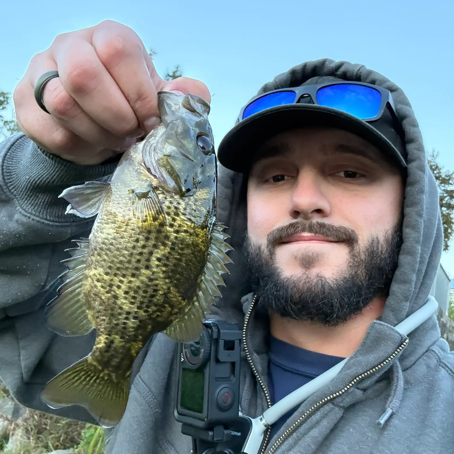Rock bass caught on Fishbrain