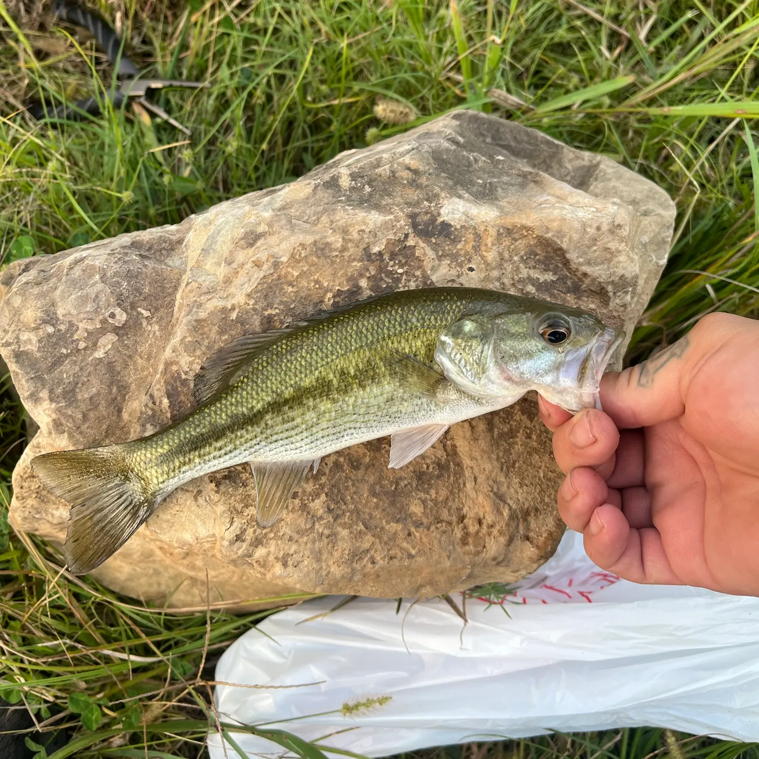 Spotted bass caught on Fishbrain