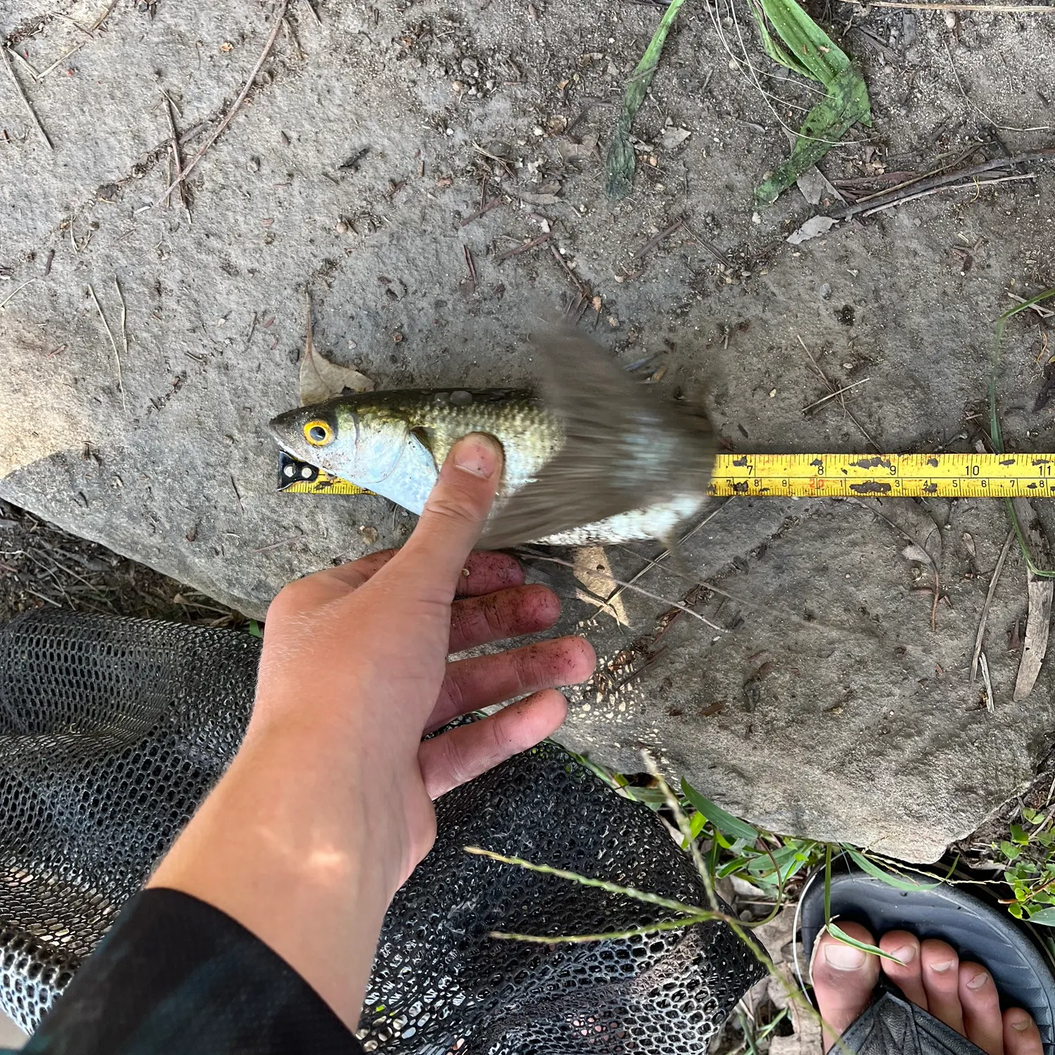 The most recent Yellow-eye mullet catches on Fishbrain