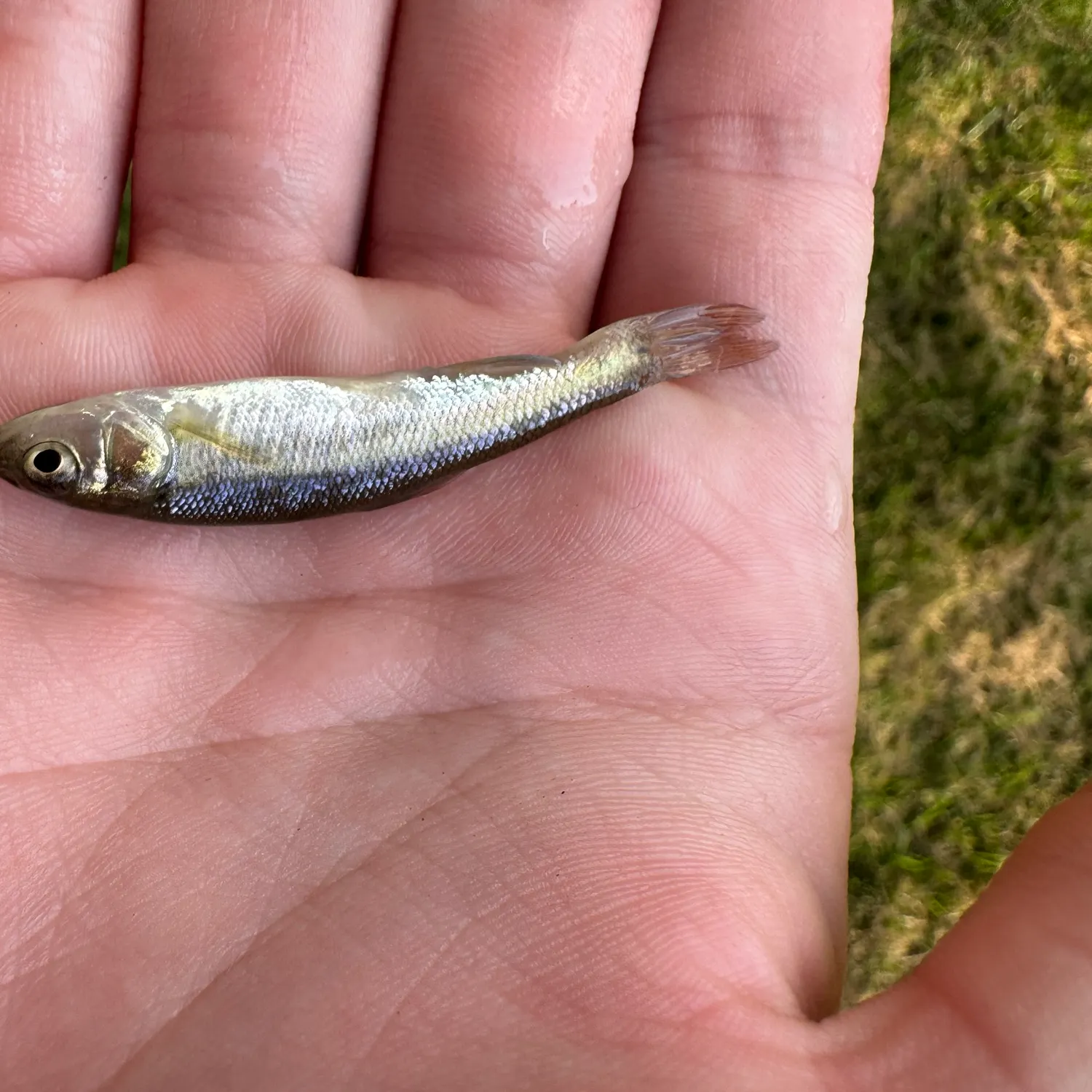 Creek chub caught on Fishbrain