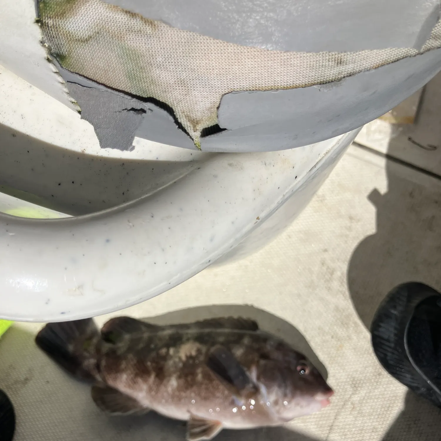 Fish caught on Fishbrain