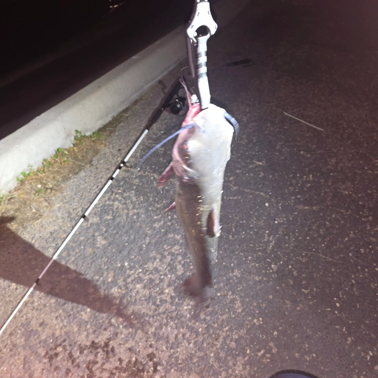 Channel catfish caught on Fishbrain