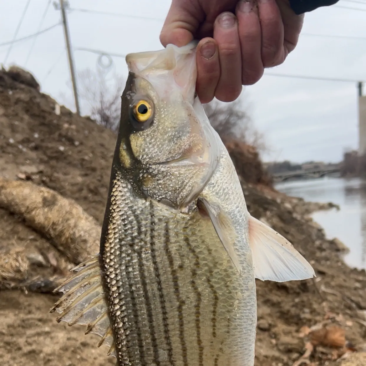 The most recent Hybrid striped bass catches on Fishbrain