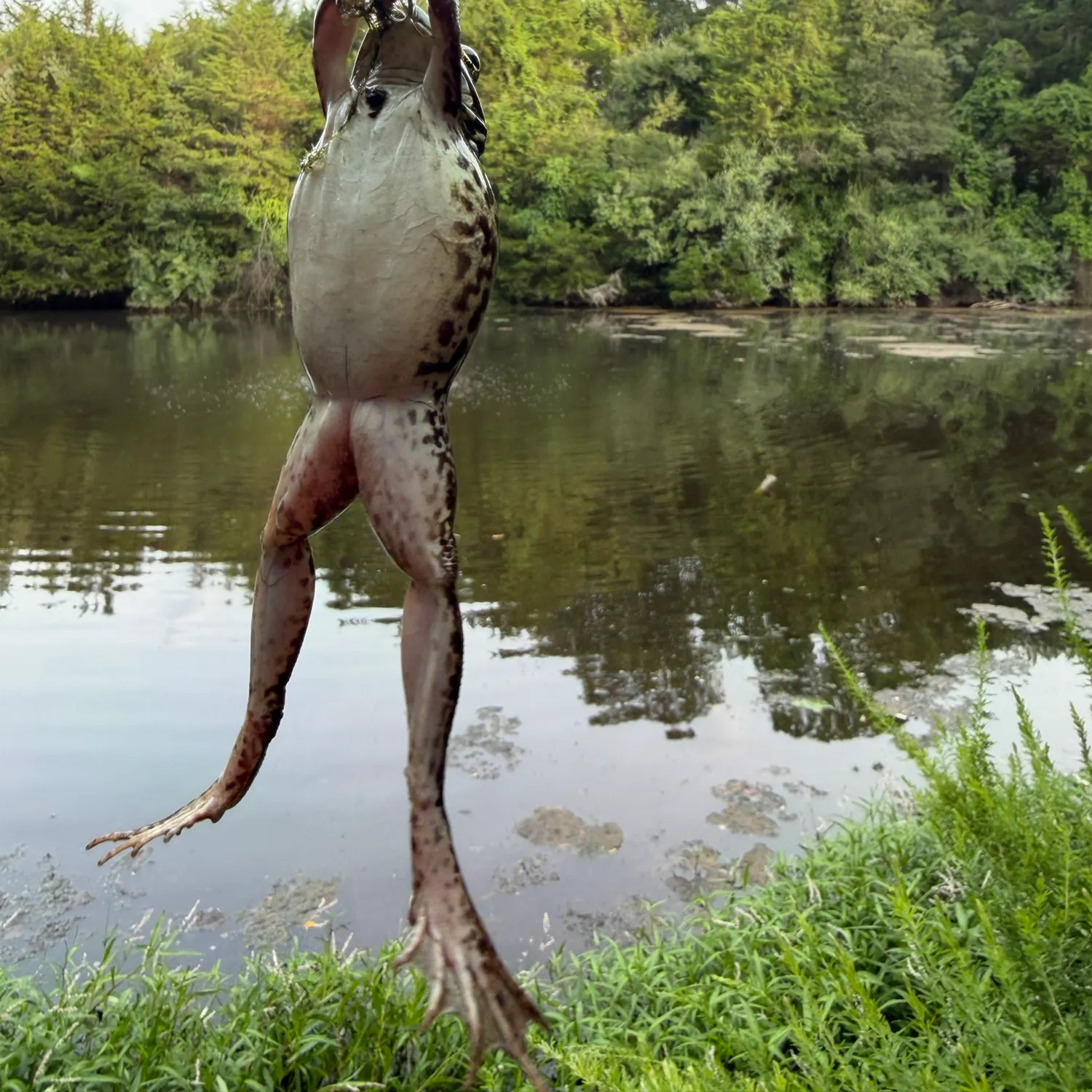 The most recent Green frog catches on Fishbrain
